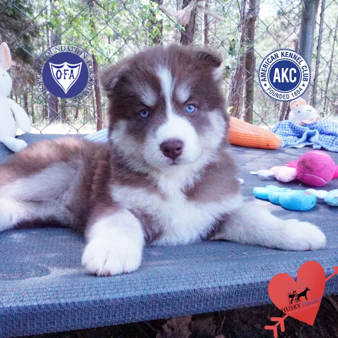 Brown/white OFA Tested Parents – Siberian Husky puppy for sale in Anderson, SC