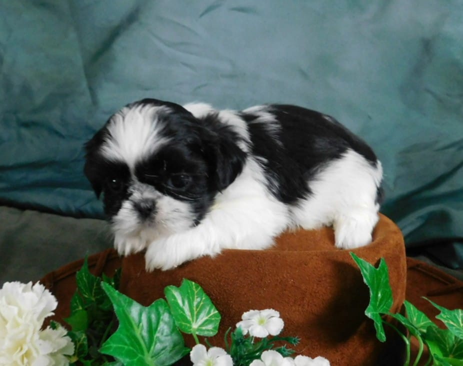 Hillie – Shih Tzu puppy for sale in Sanford, NC