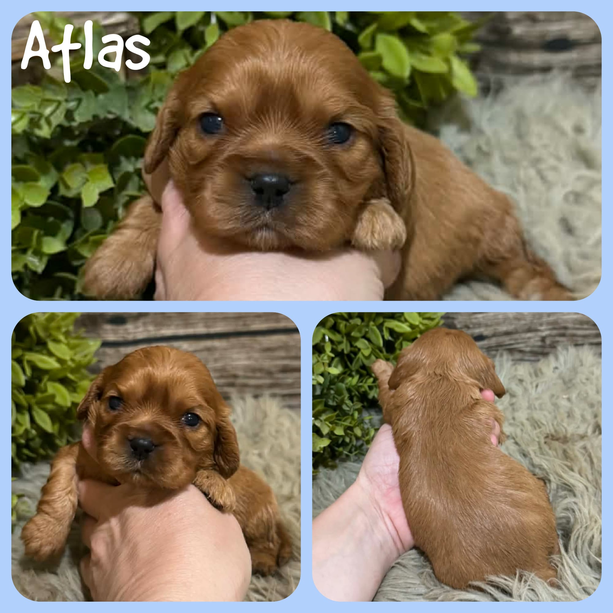 Atlas – Cavapoo puppy for sale in Jacksonville, FL