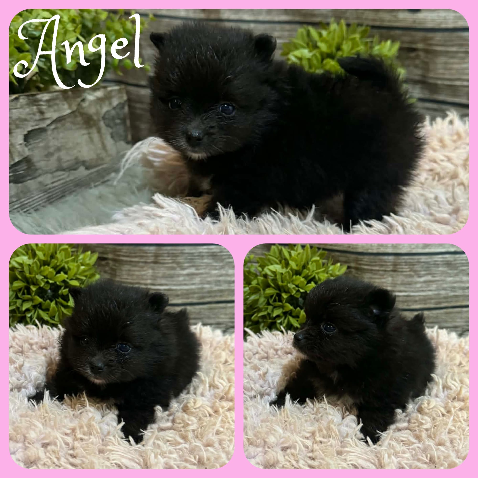 Angel – Pomeranian puppy for sale in Jacksonville, FL