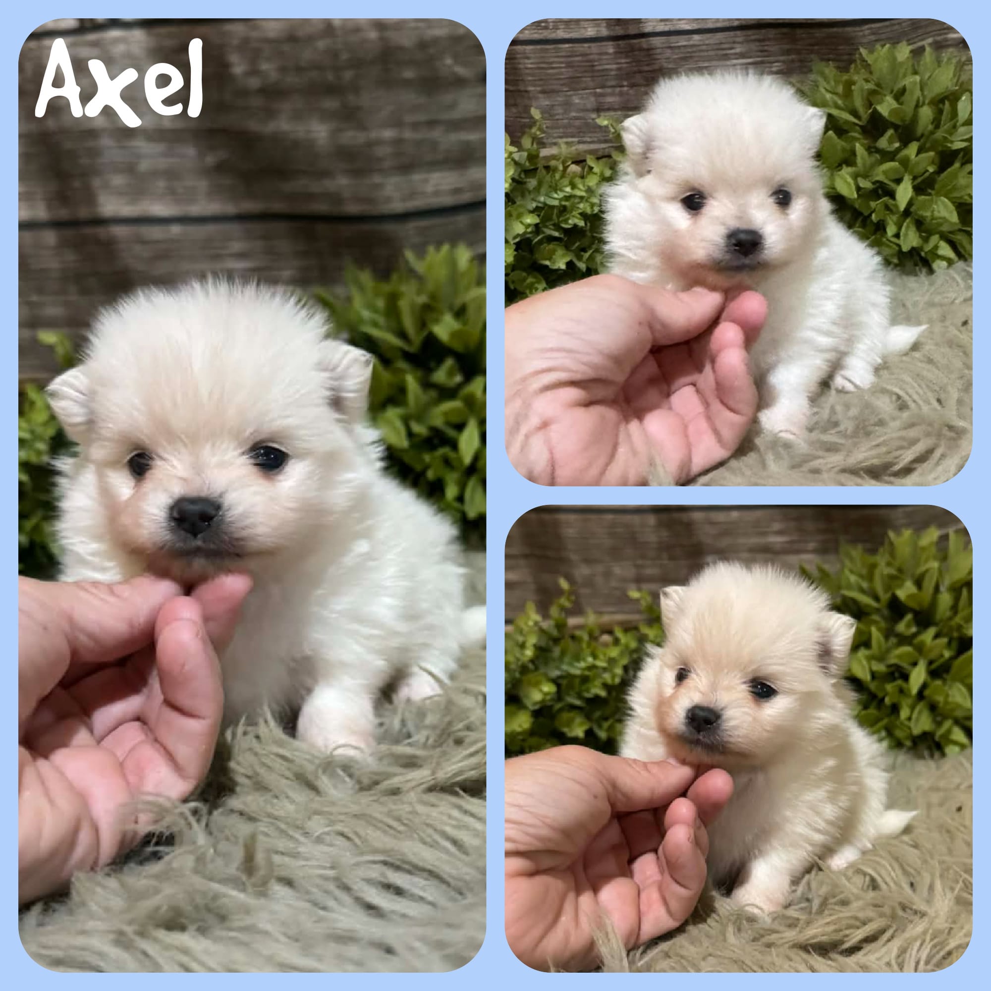 Axel – Pomeranian puppy for sale in Jacksonville, FL