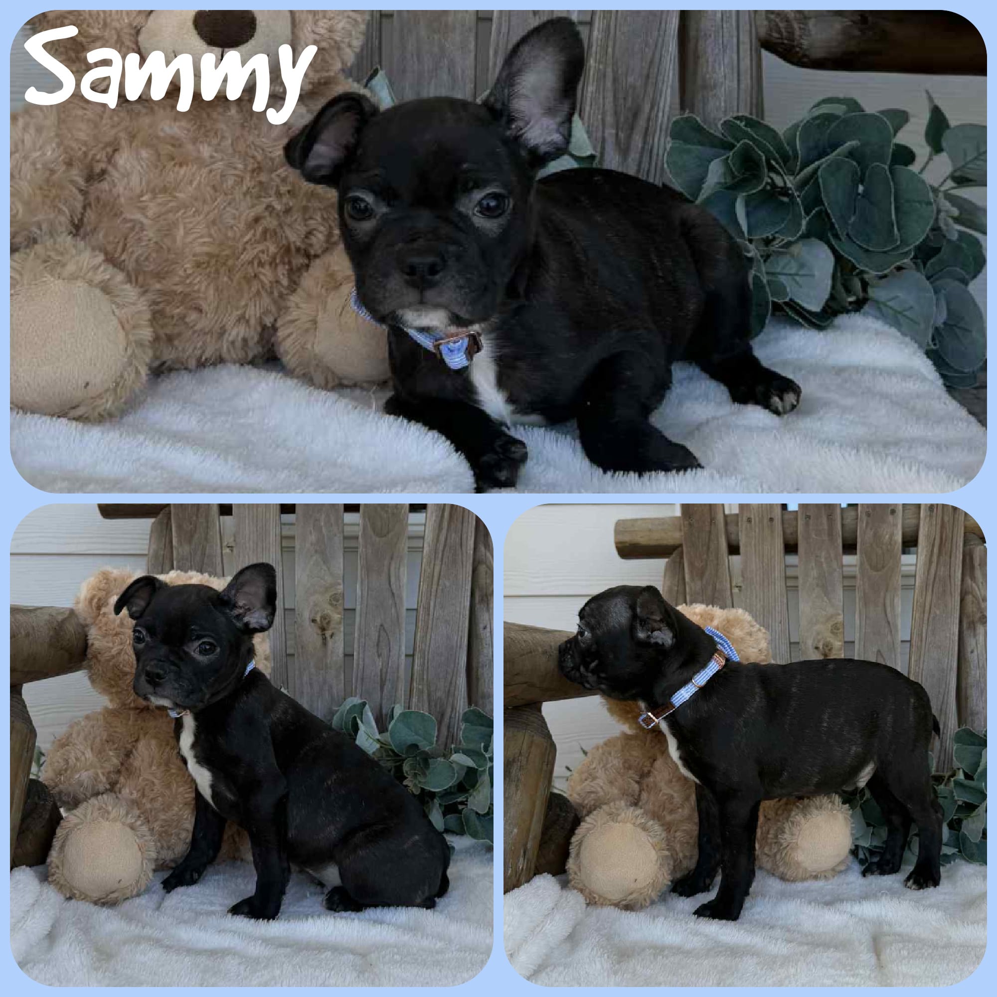 Sammy