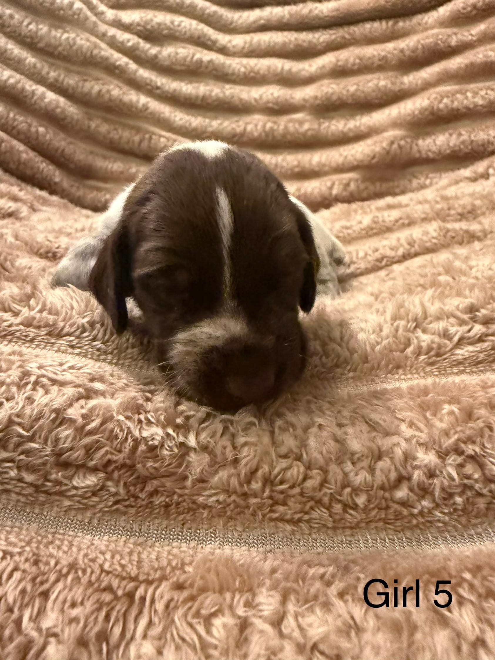 Girl 5 – German Shorthaired Pointer puppy for sale in Warne, NC