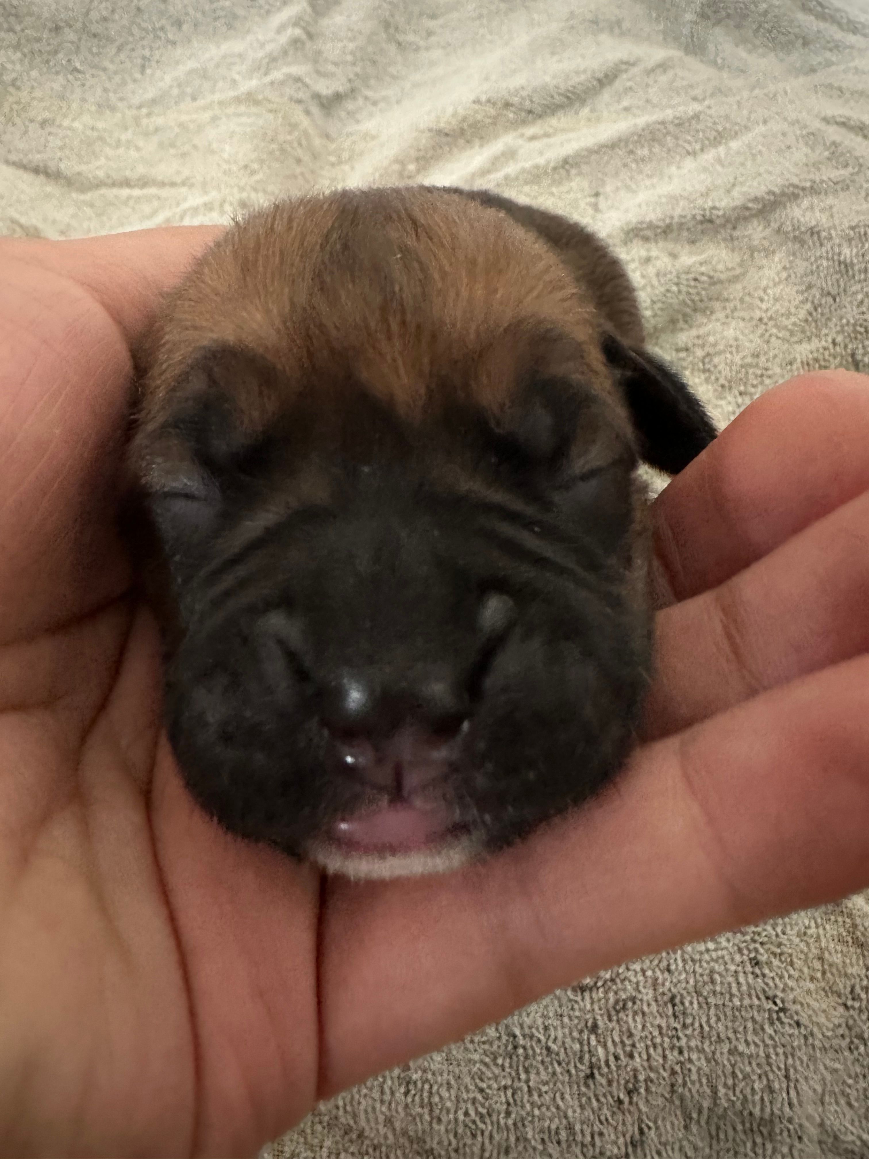 Peanut  – Boxer puppy for sale in San Gabriel, CA