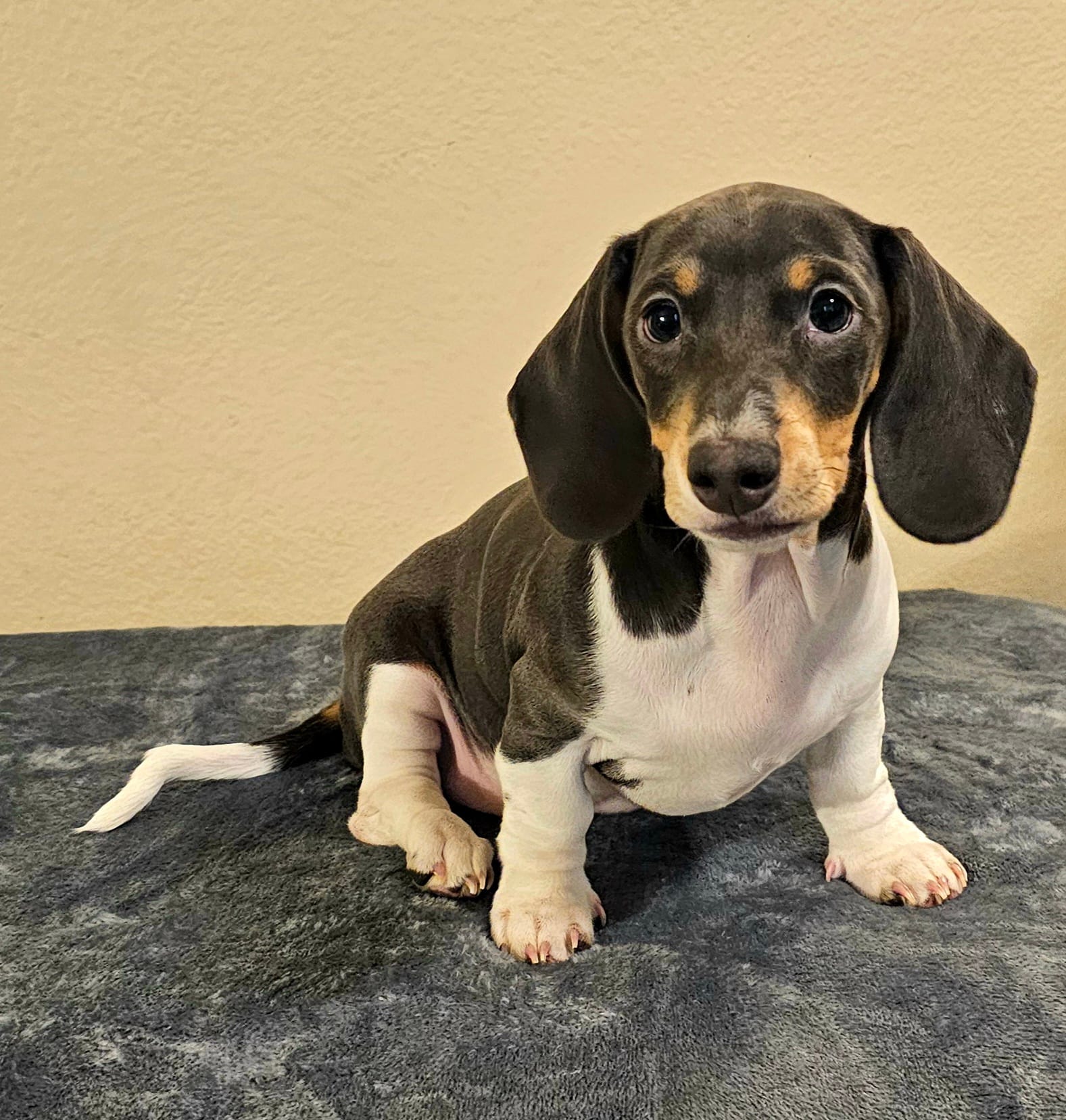 Nora – Dachshund puppy for sale in Denver, CO