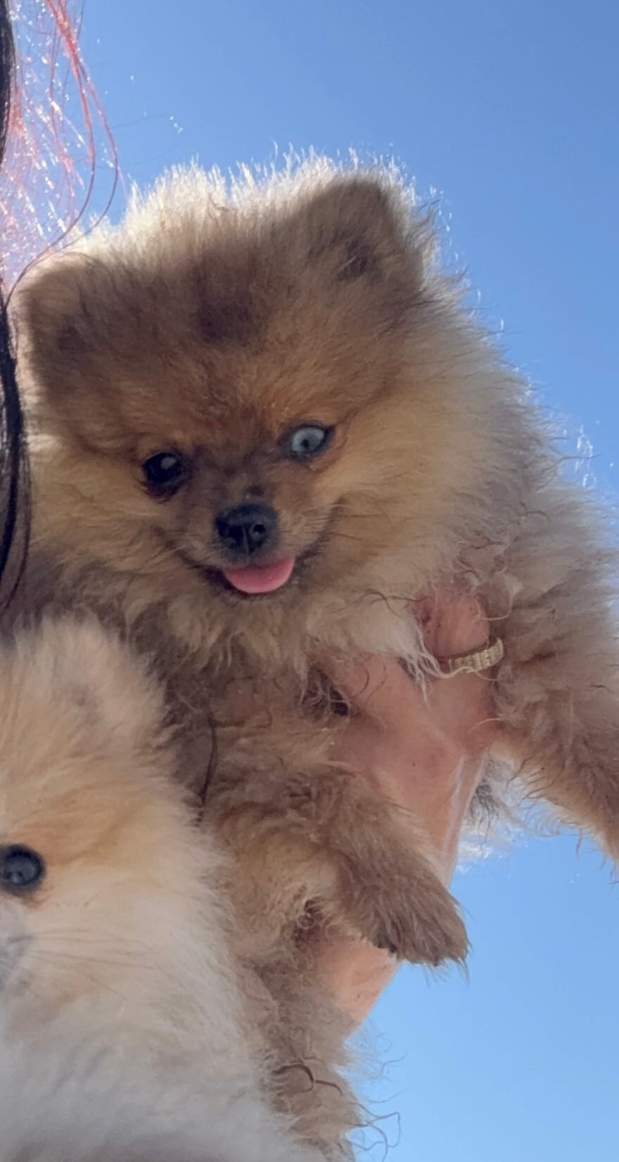 stitch – Pomeranian puppy for sale in Roseville, CA