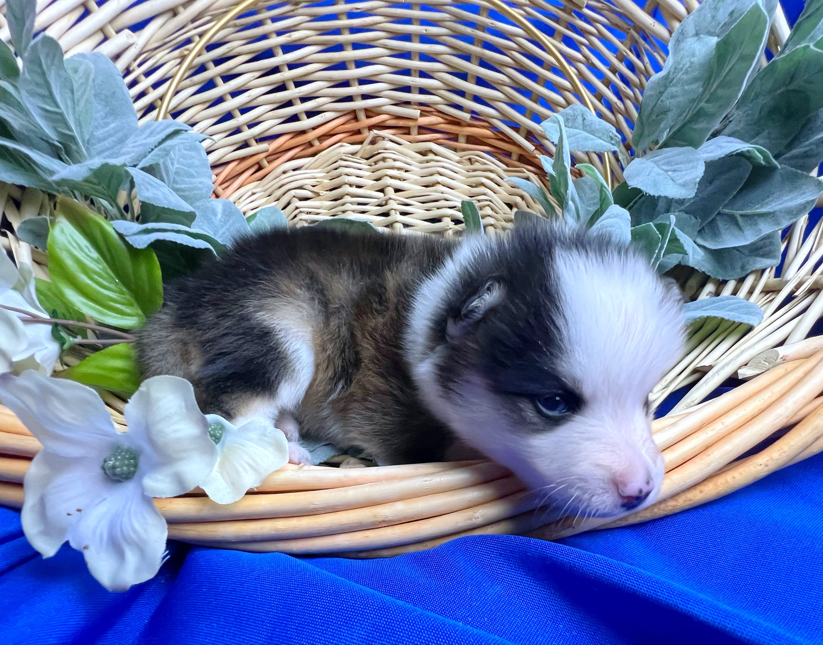 Gideon -toy/mini – Pomsky puppy for sale in Lexington, KY