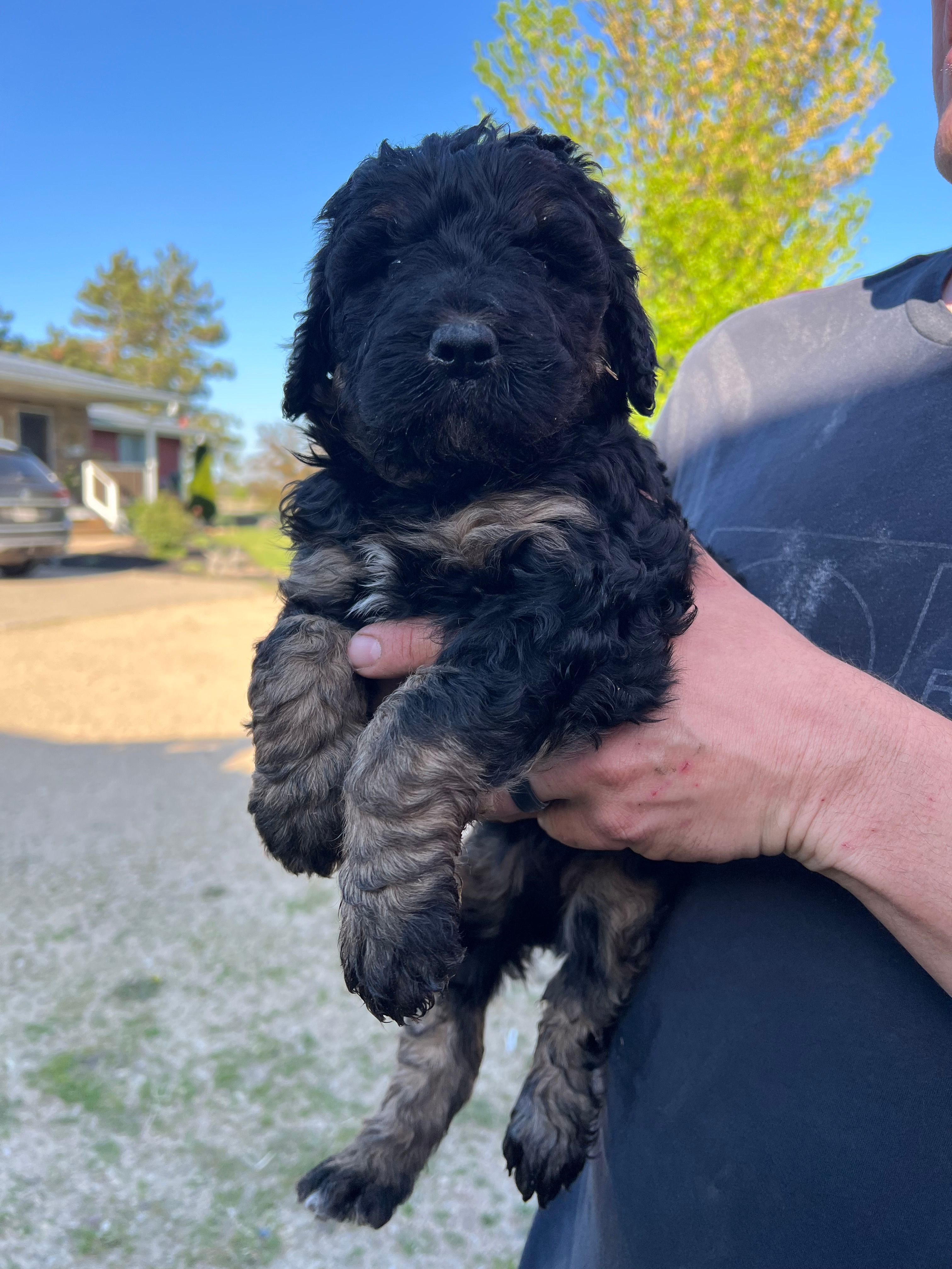 Penny – Bernedoodle puppy for sale in Camp Douglas, WI