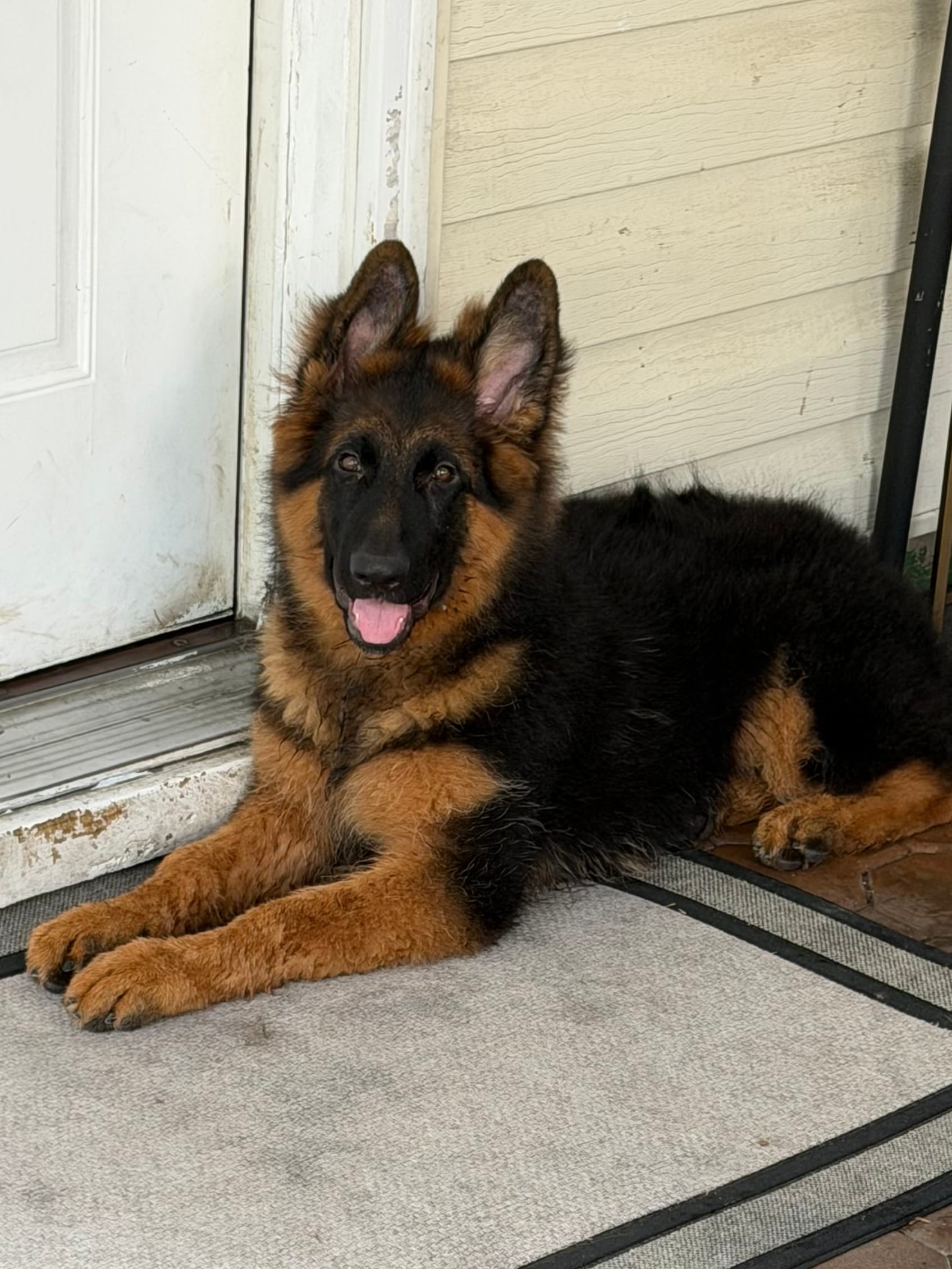 Mr Simba – German Shepherd Dog puppy for sale in Levittown, PA