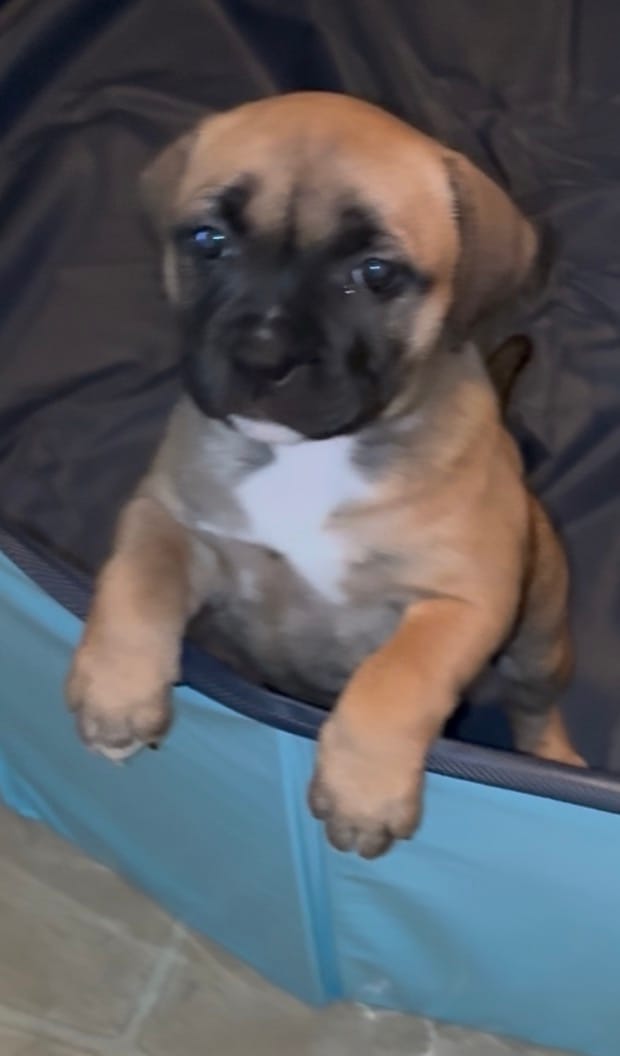 Bailey – Staffordshire Bull Terrier puppy for sale in Summerville, SC