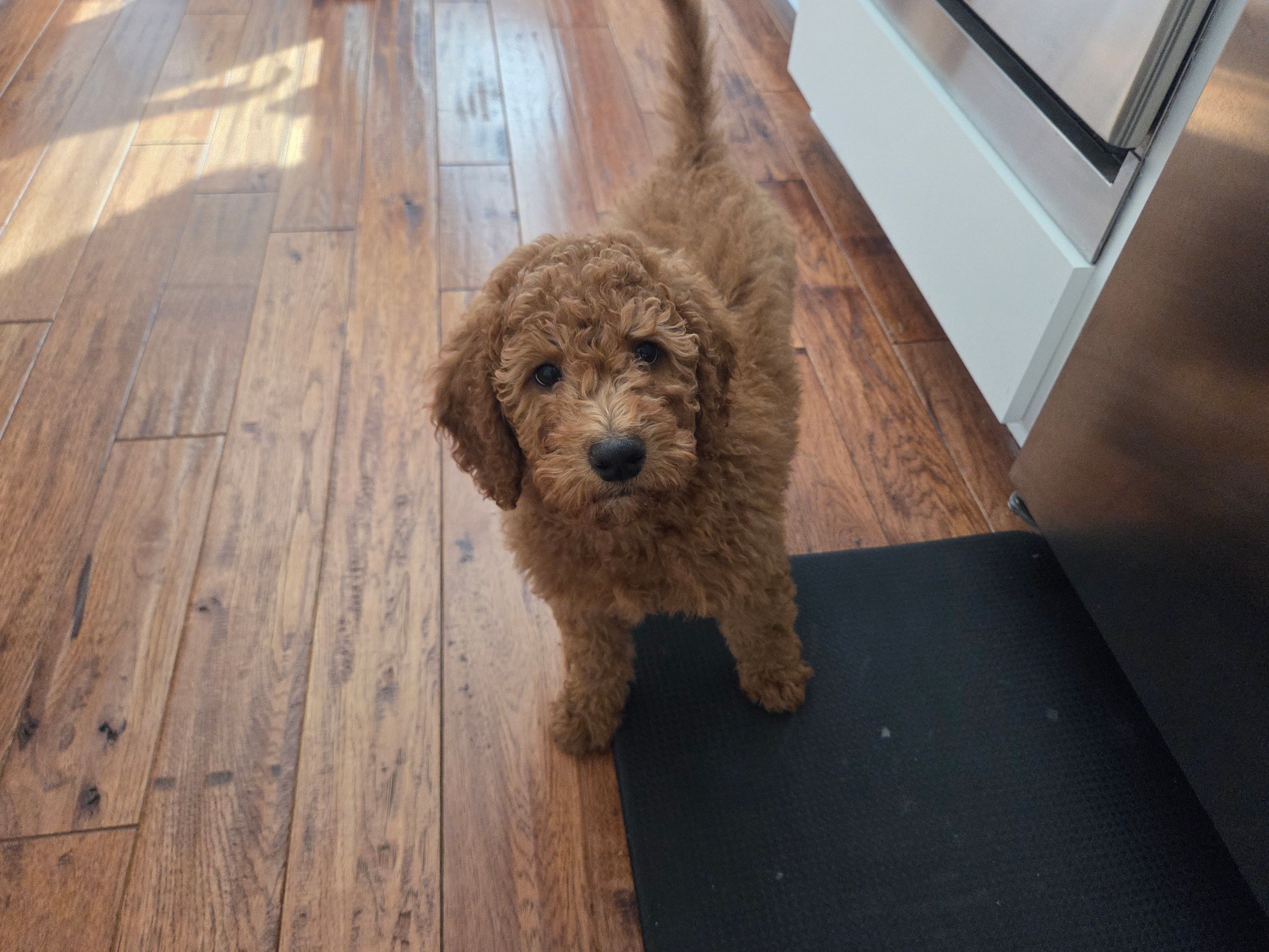 Hank – Goldendoodle puppy for sale in Battle Ground, WA