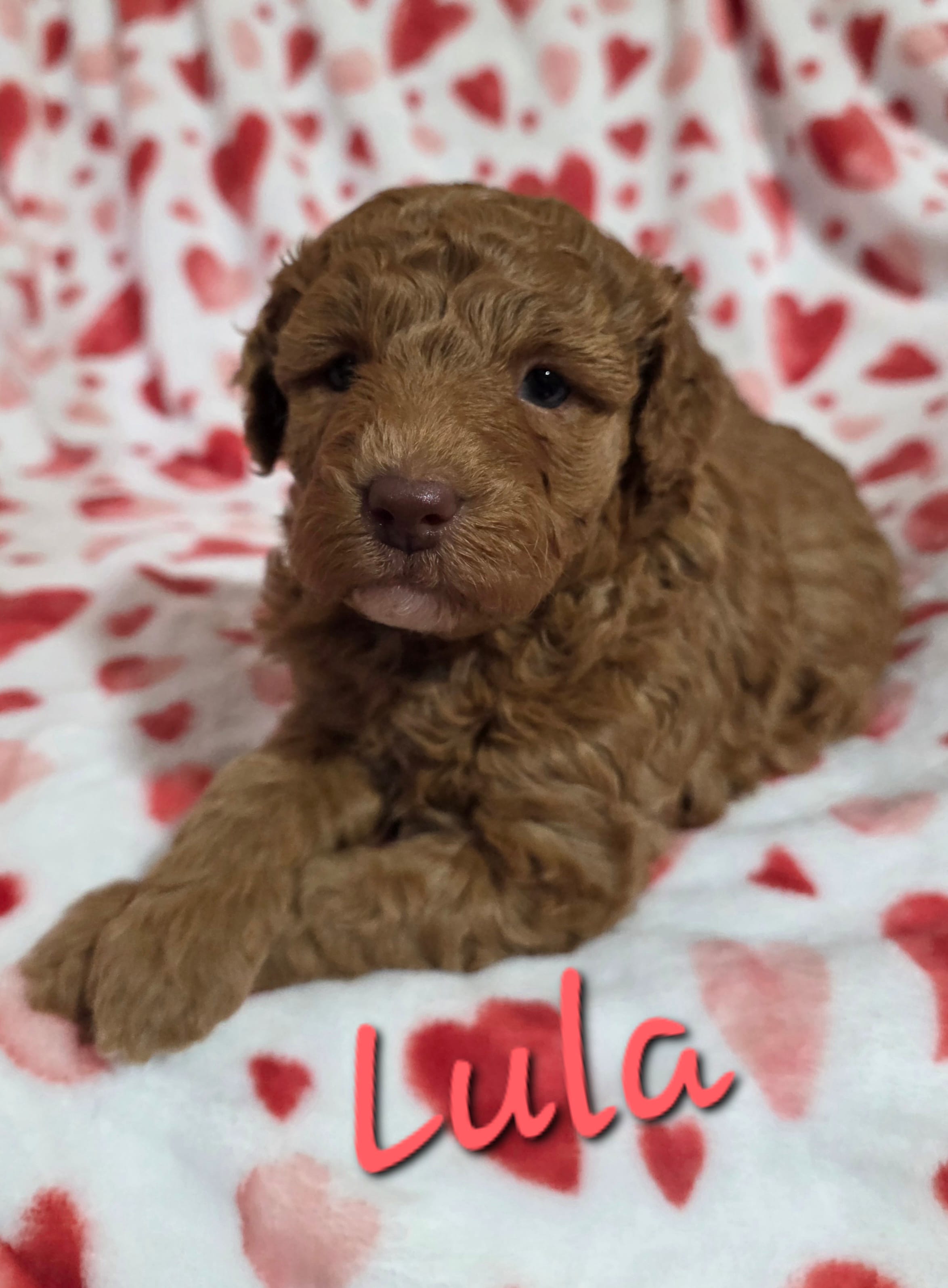 Lula – Poodle - Miniature  puppy for sale in Iowa City, IA