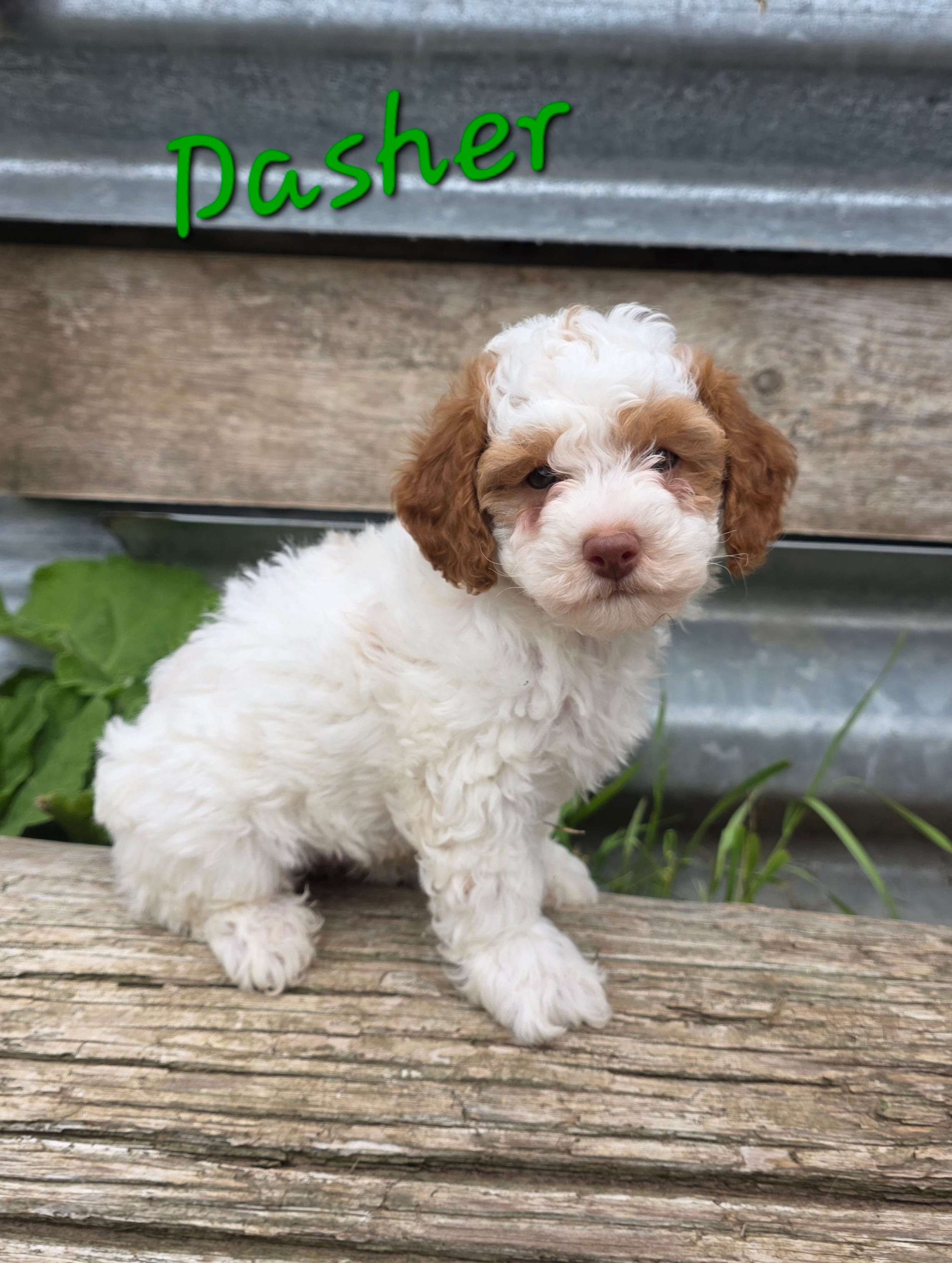 Dasher – Poodle - Miniature  puppy for sale in Fort Dodge, IA