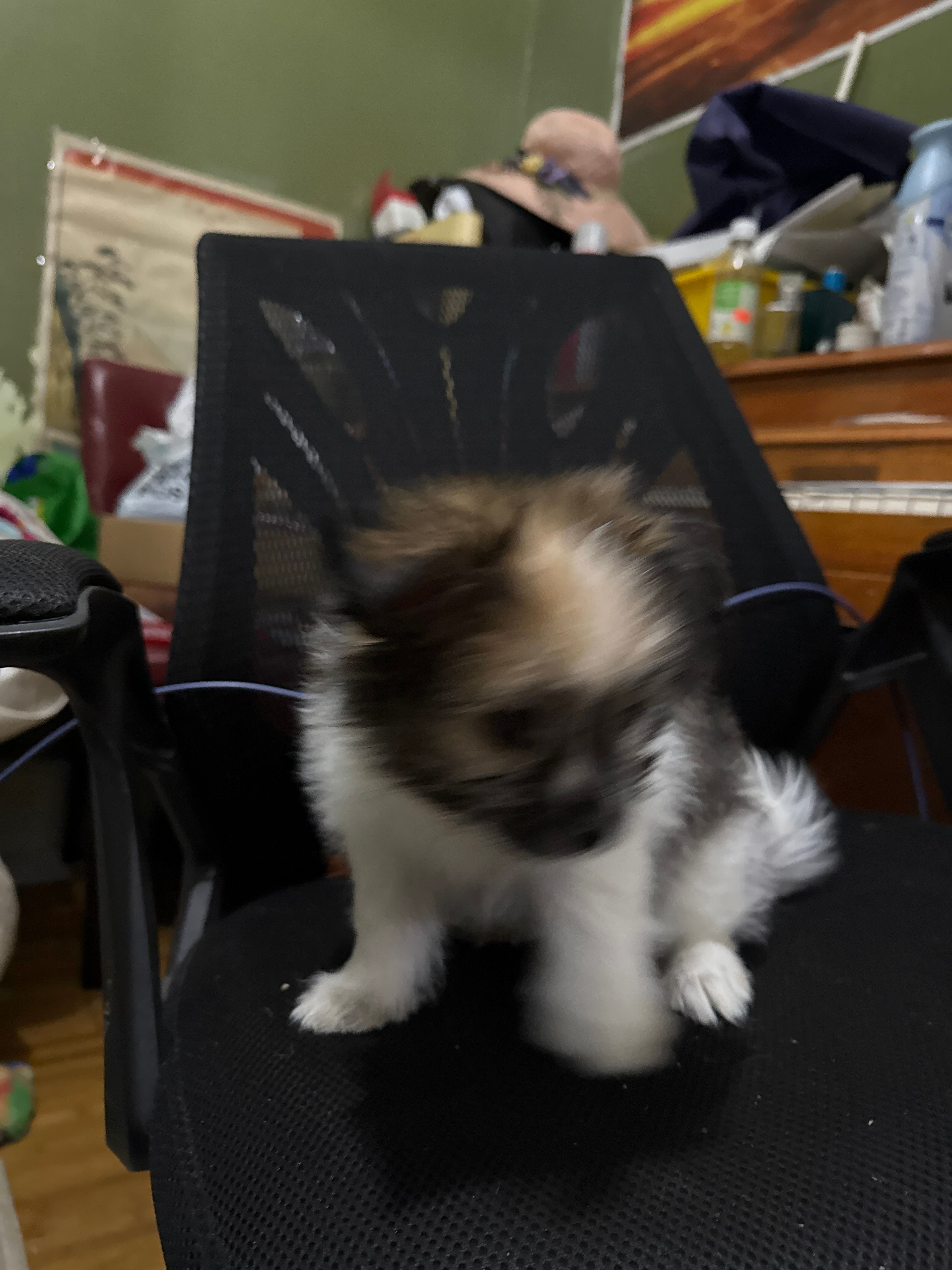 Bingo  – Pomeranian puppy for sale in Brooklyn, NY