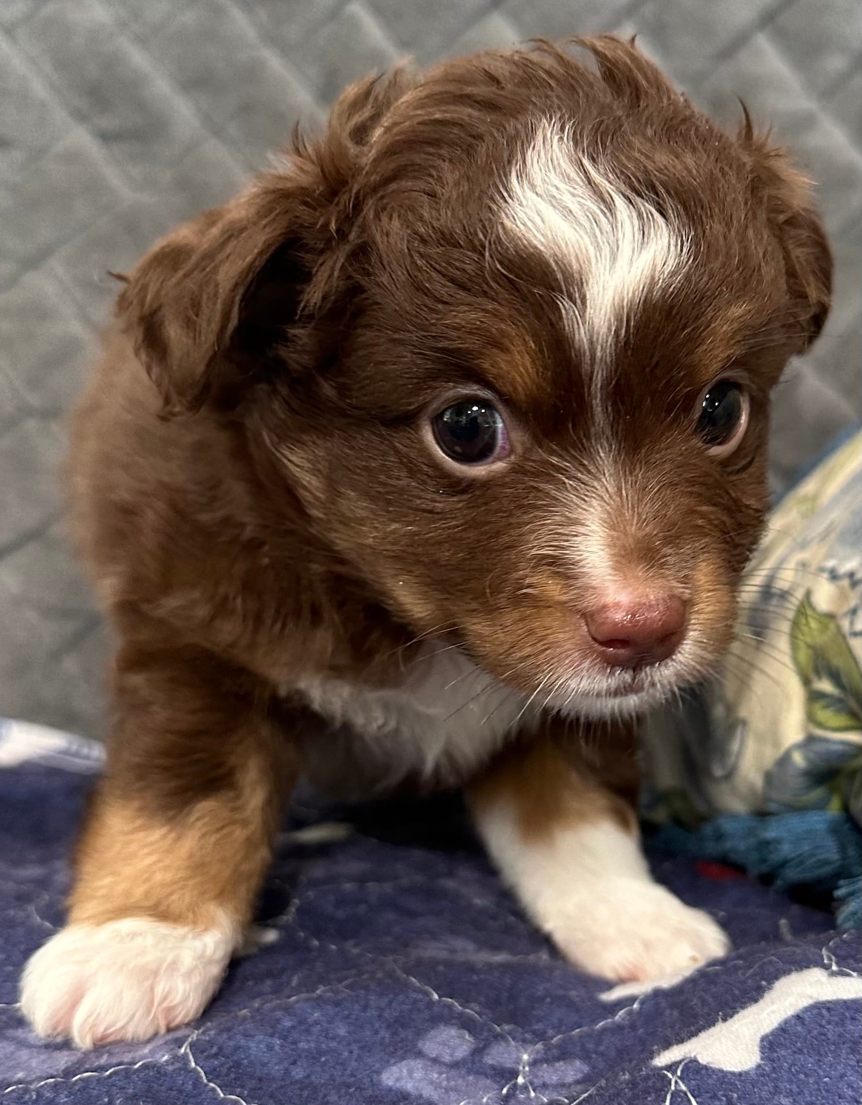 Red Tri 2 – Toy Australian Shepherd puppy for sale in Platte City, MO