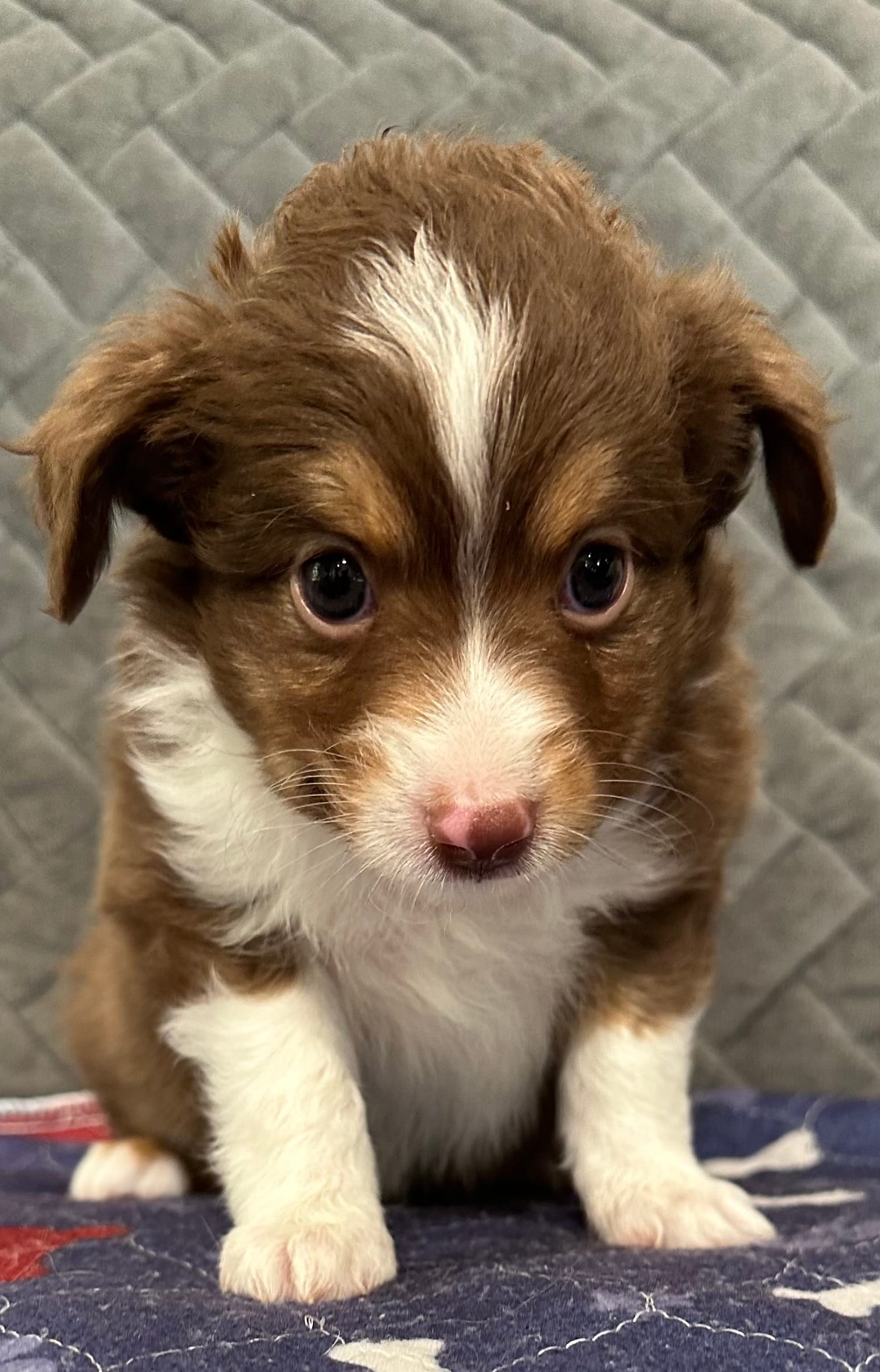 Red Tri 1 – Toy Australian Shepherd puppy for sale in Platte City, MO