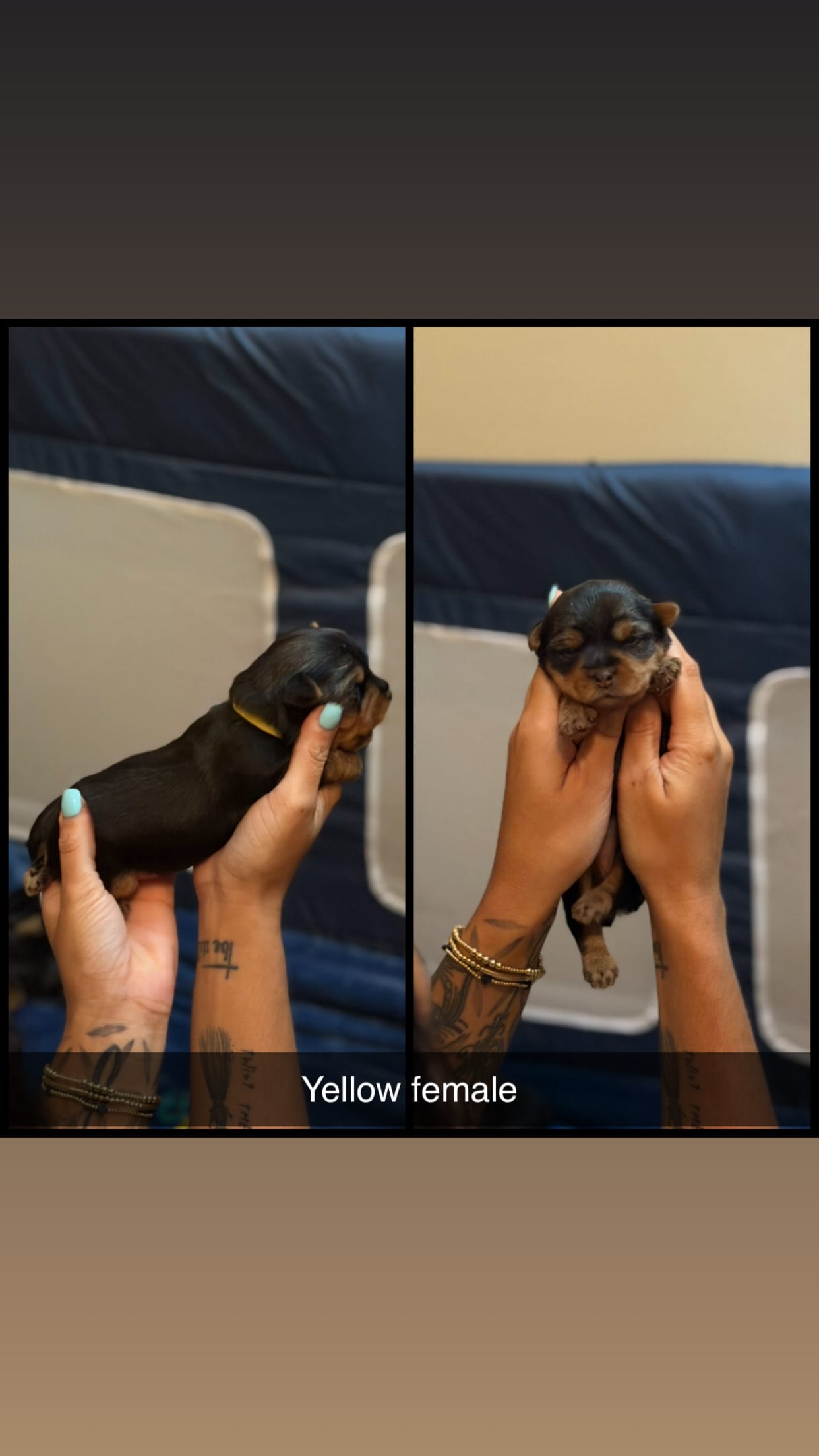 Yellow collar  – Yorkshire Terrier puppy for sale in Dunn, NC