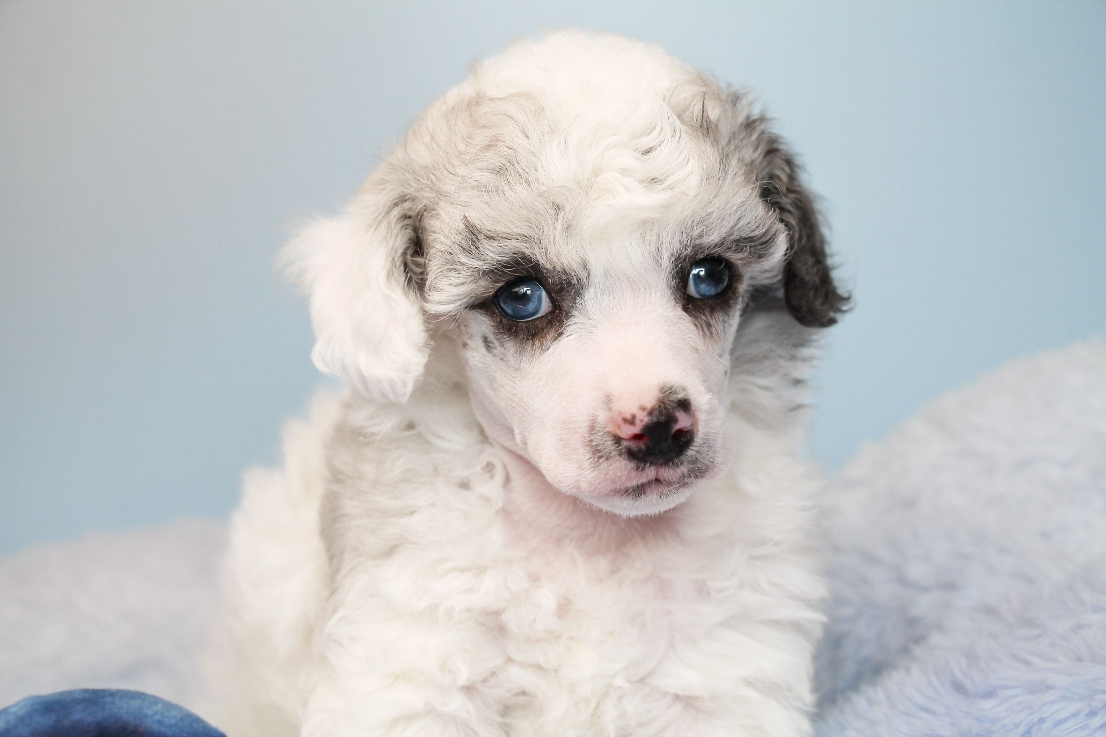 Gallium (dilute blue merle)  – Poodle - Miniature  puppy for sale in Arcata, CA