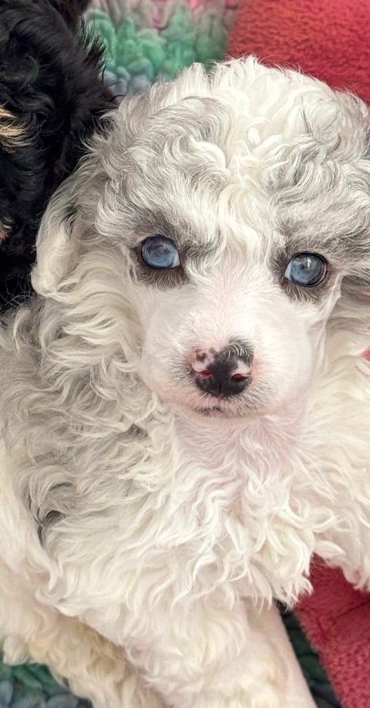 Gallium (dilute blue merle)  – Poodle - Miniature  puppy for sale in Arcata, CA