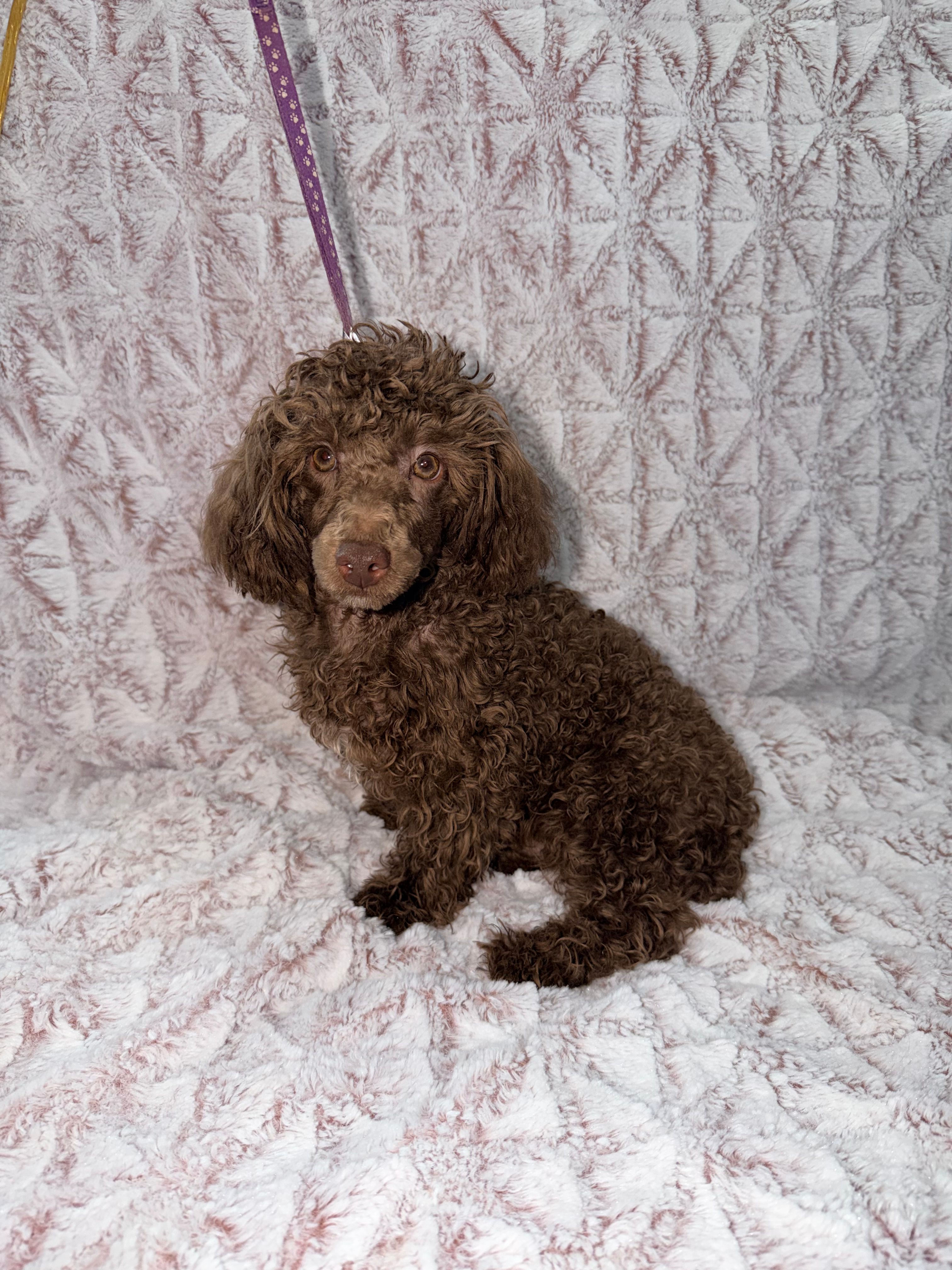 Chico – Poodle - Toy  puppy for sale in Phoenix, AZ
