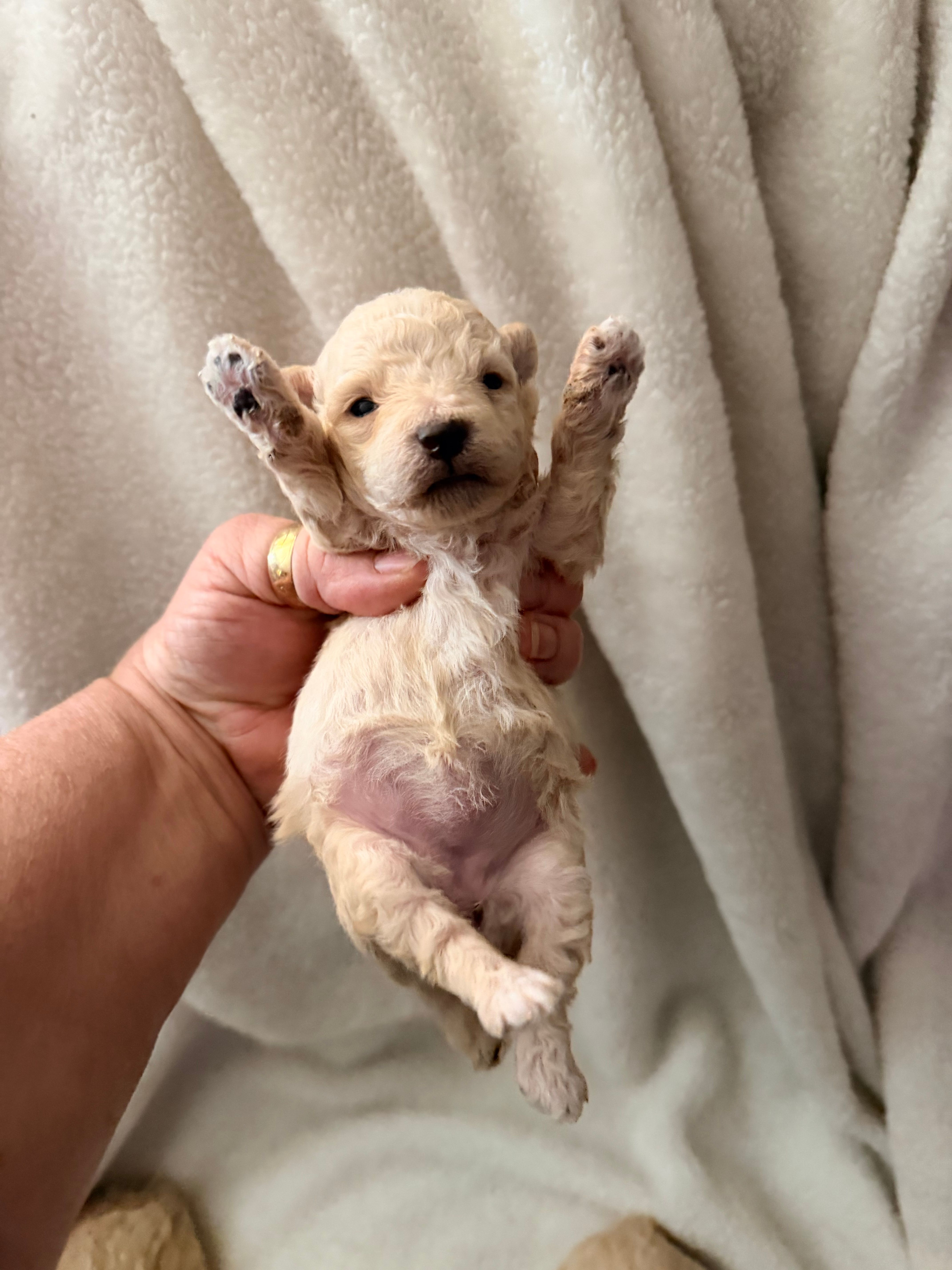 Susie Lou  – Poodle - Toy  puppy for sale in Phoenix, AZ