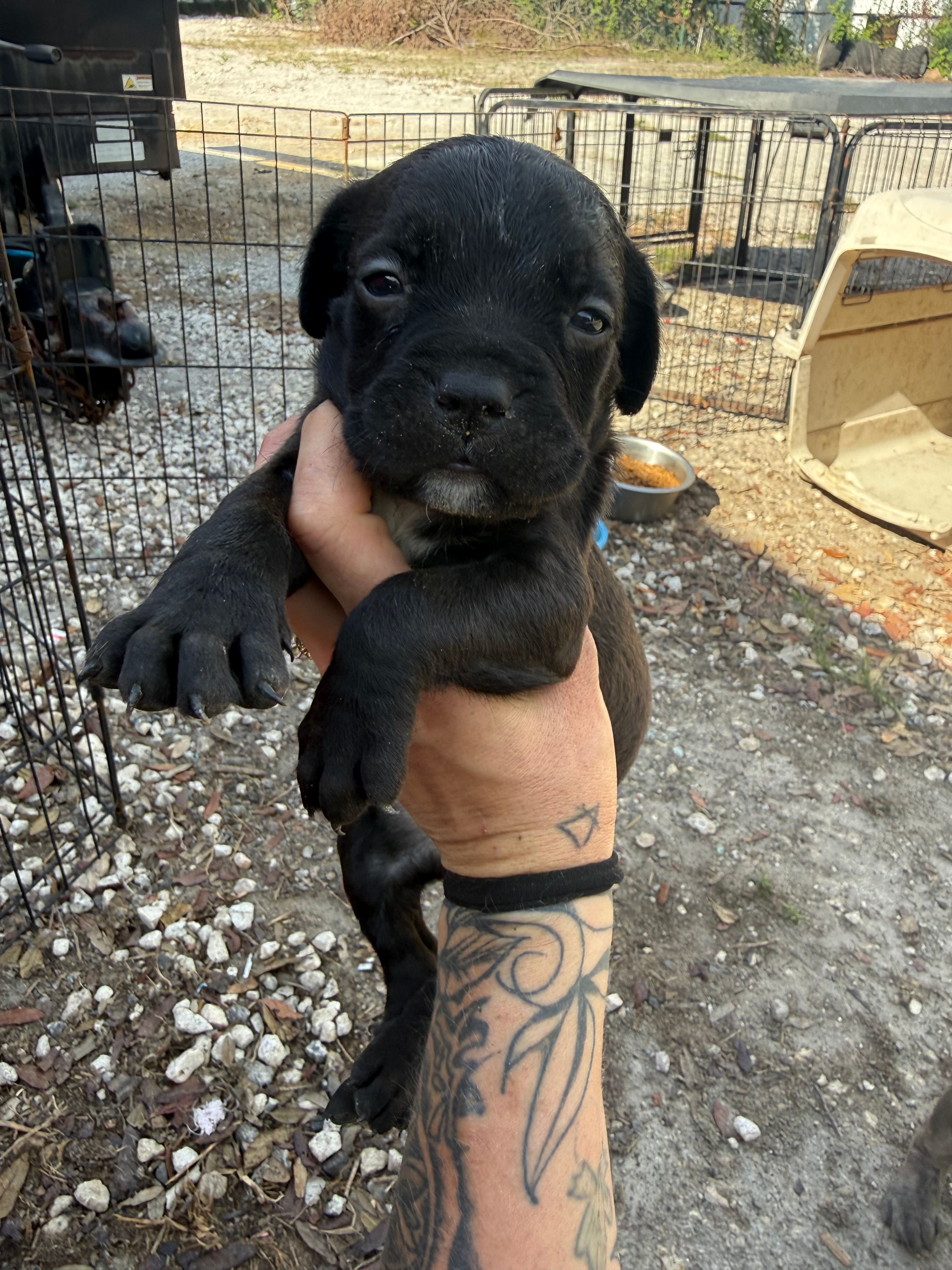 Pup 3  – Cane Corso puppy for sale in Tampa, FL