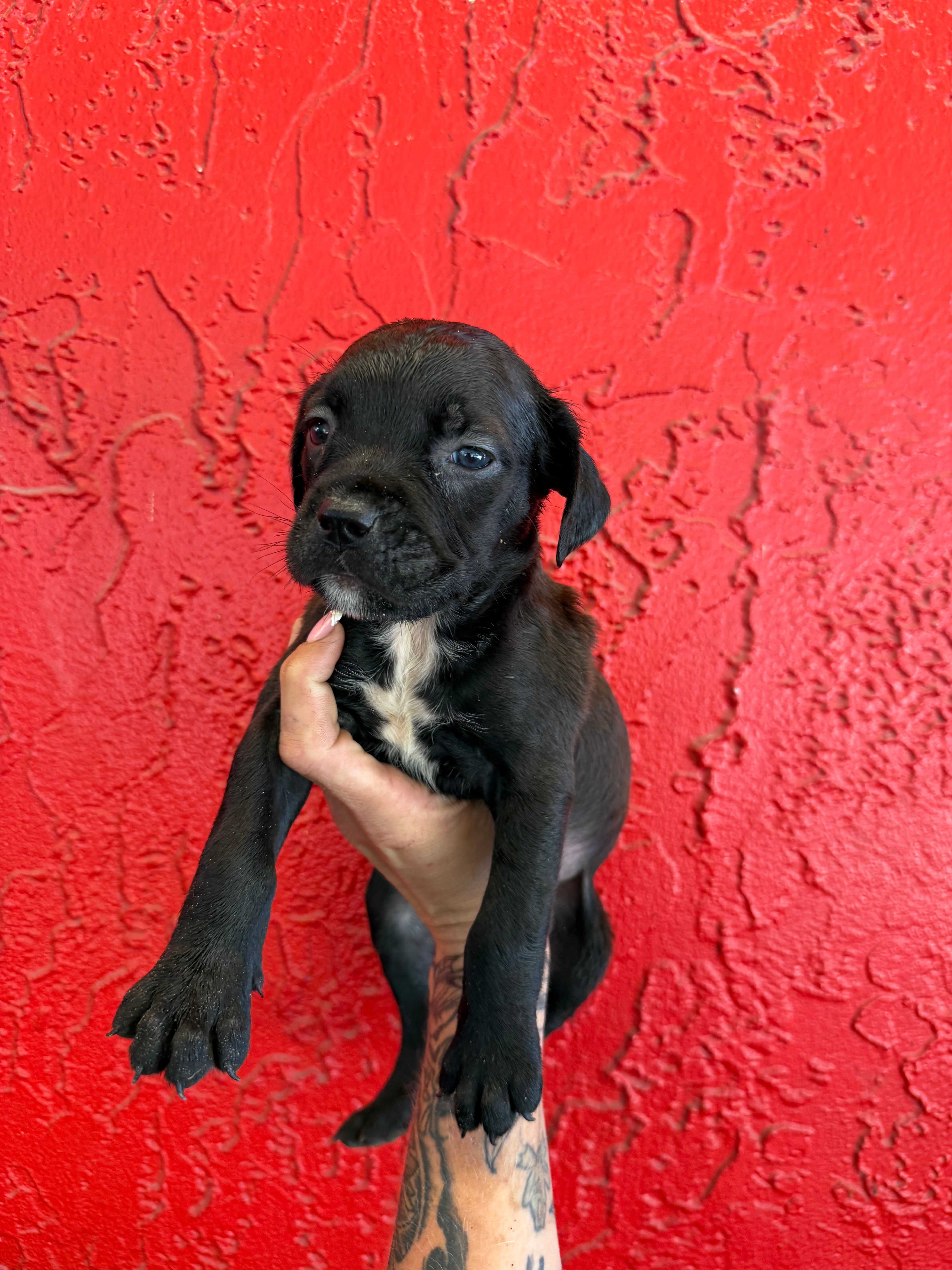 Suki – Cane Corso puppy for sale in Tampa, FL