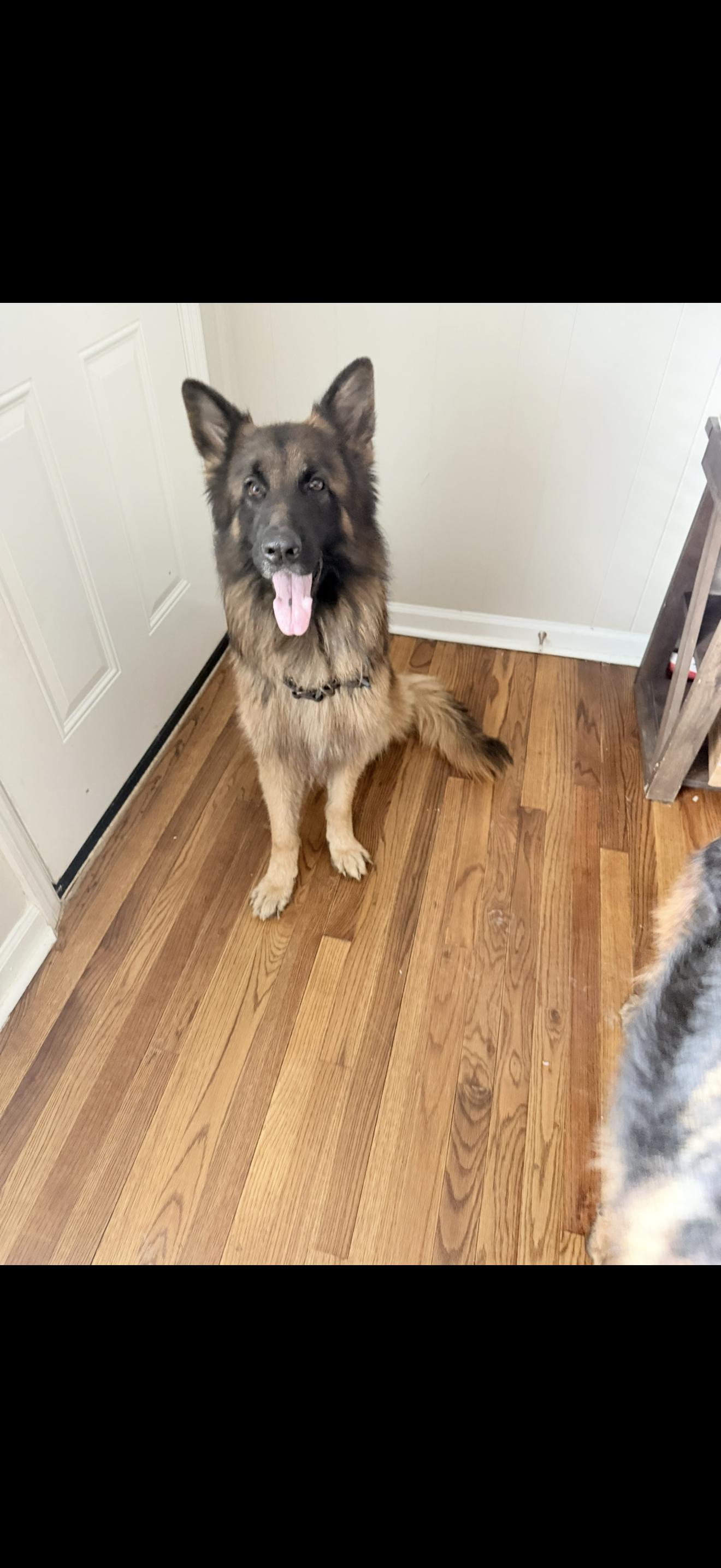 Keiser – German Shepherd Dog puppy for sale in Tampa, FL