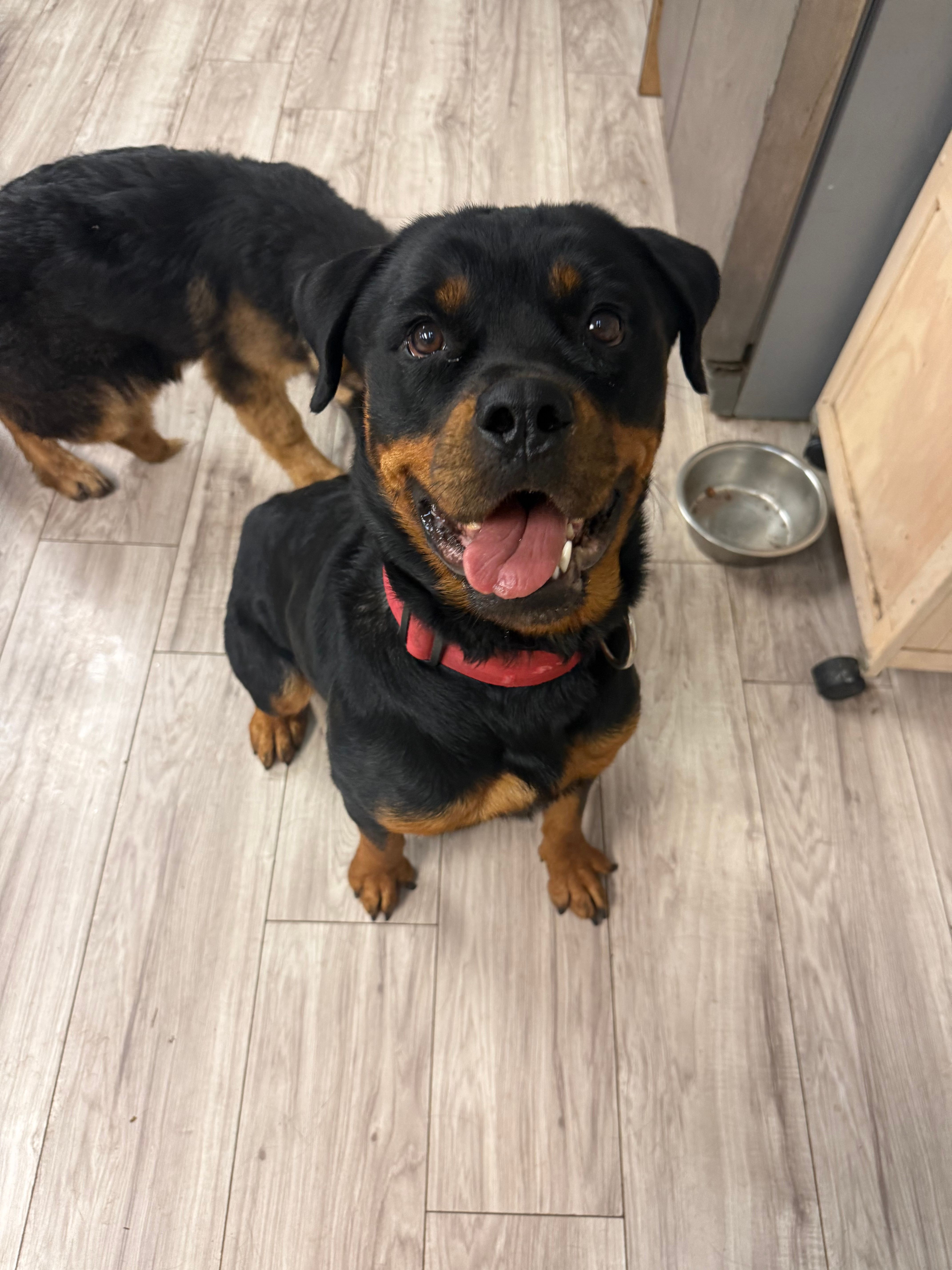 Ruby  – Rottweiler puppy for sale in Tampa, FL