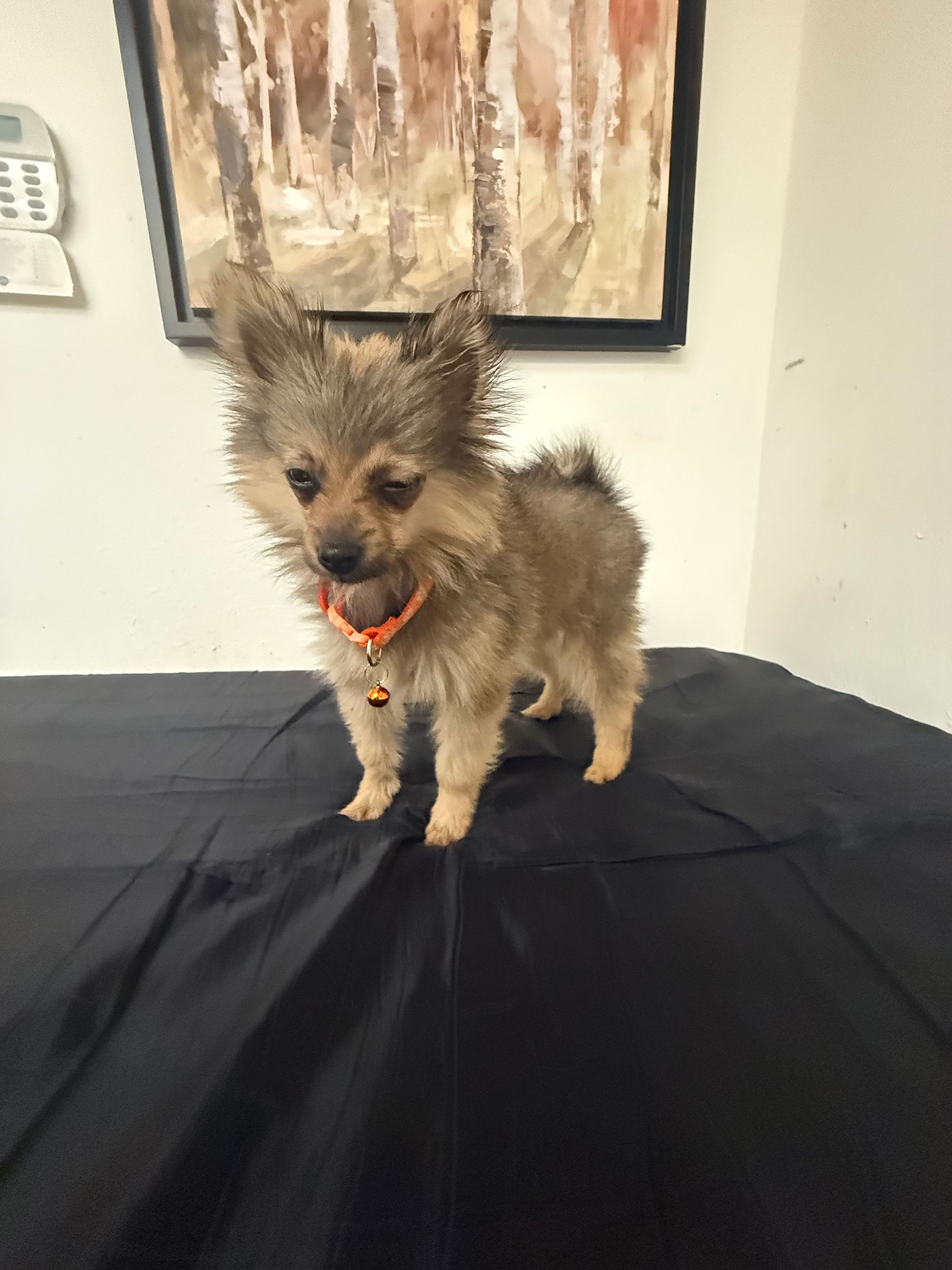 Roxy  – Pomeranian puppy for sale in Tampa, FL
