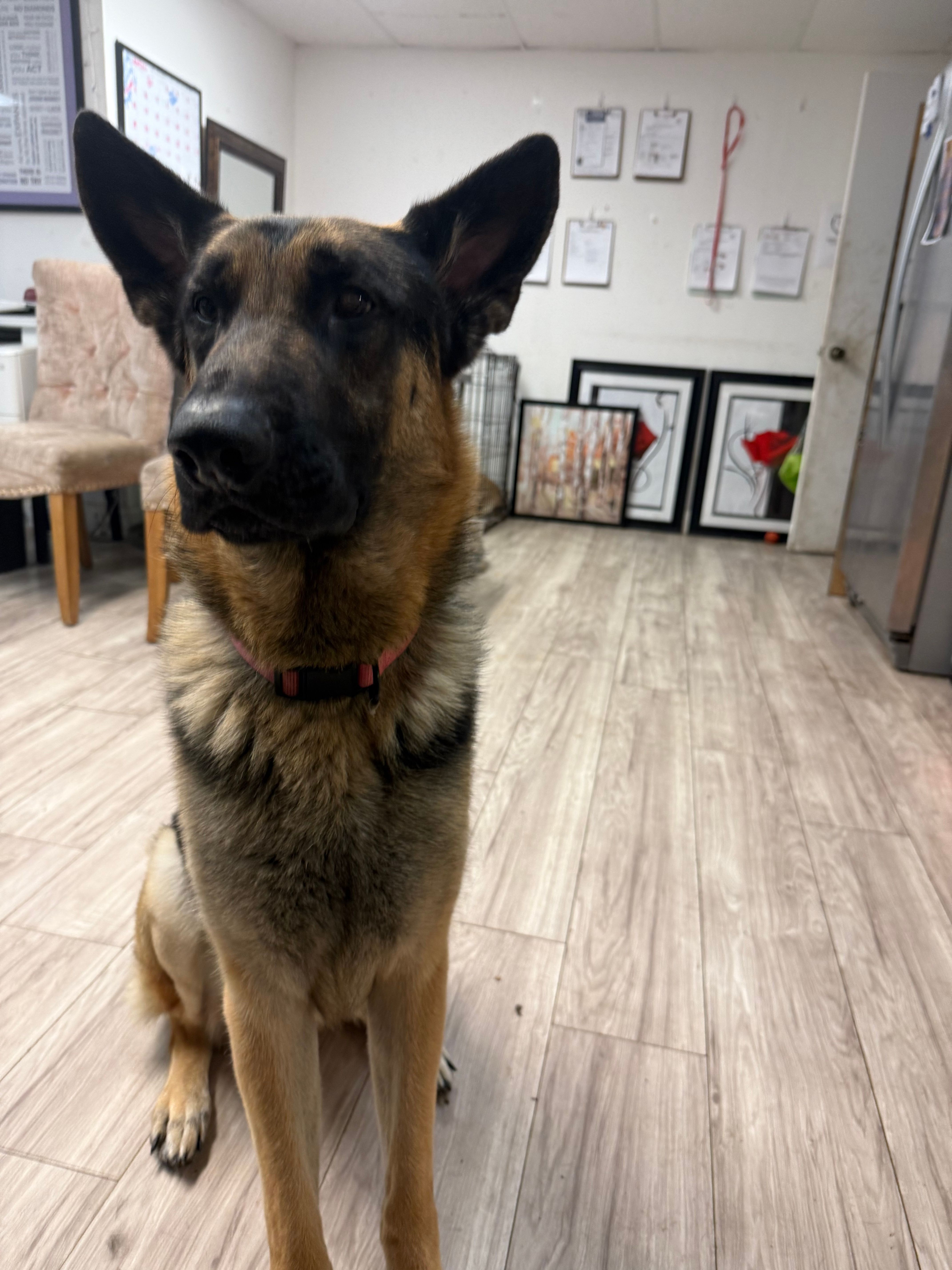 Moose – German Shepherd Dog puppy for sale in Tampa, FL