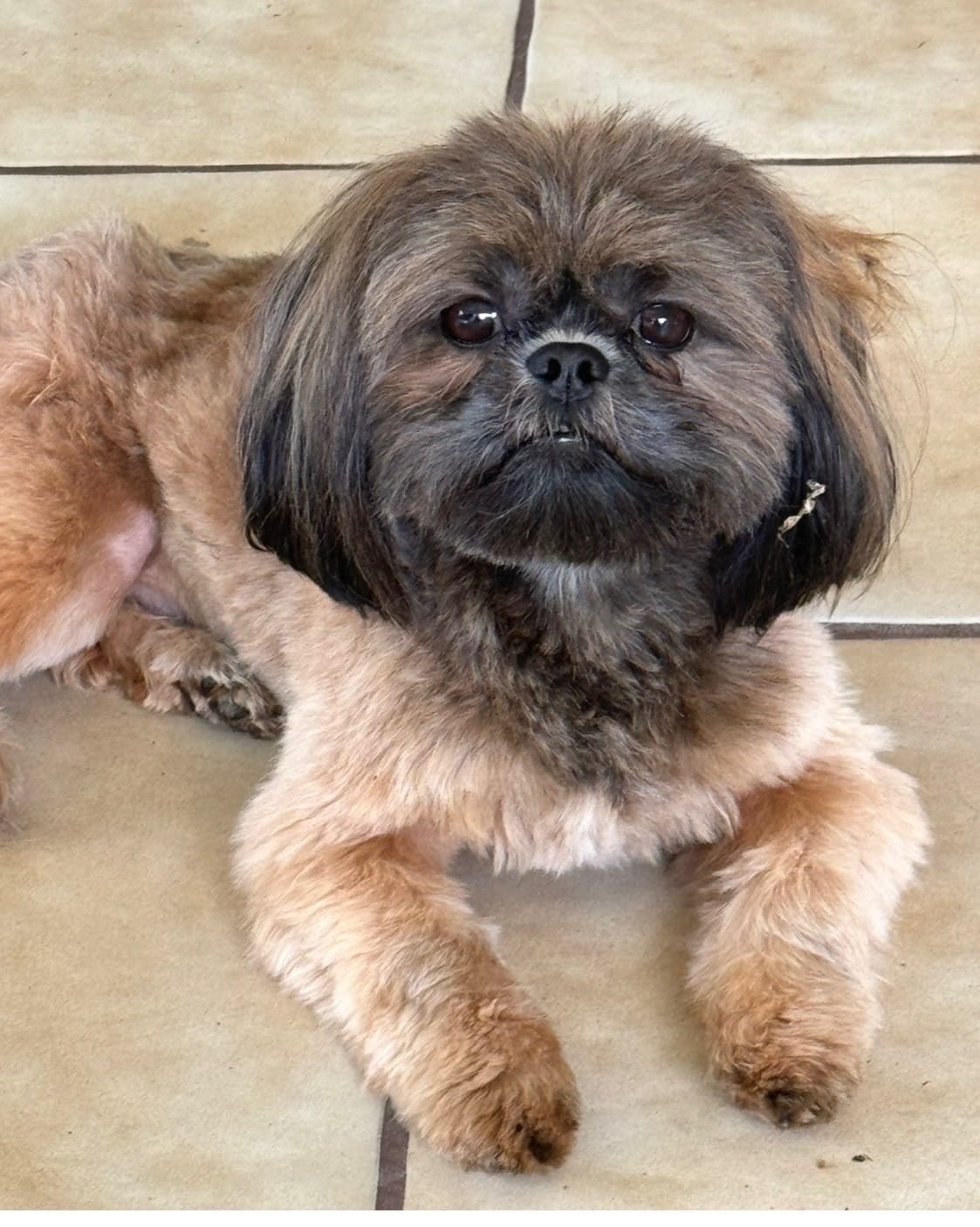 Ronnie – Shih Tzu puppy for sale in Tampa, FL