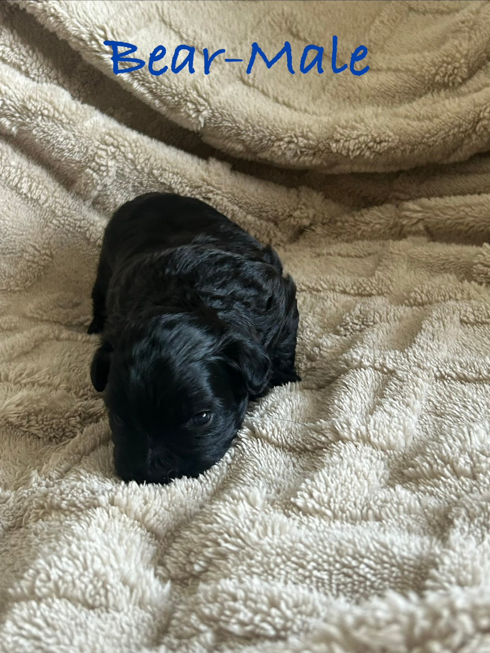 Bear – Shichon puppy for sale in Queen Creek, AZ