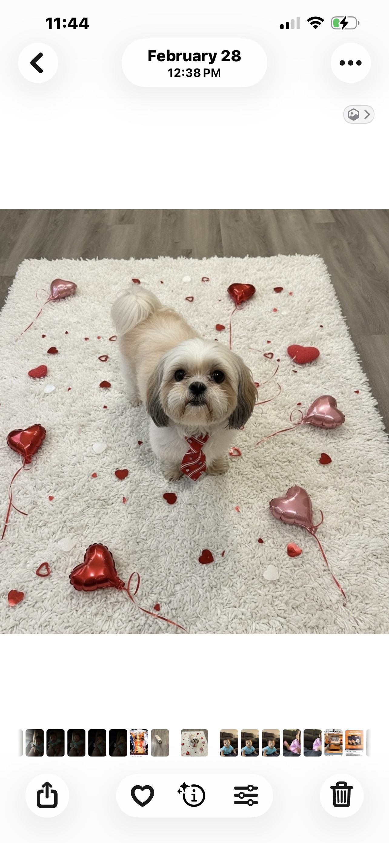 River – Shih Tzu puppy for sale in Grayson, GA