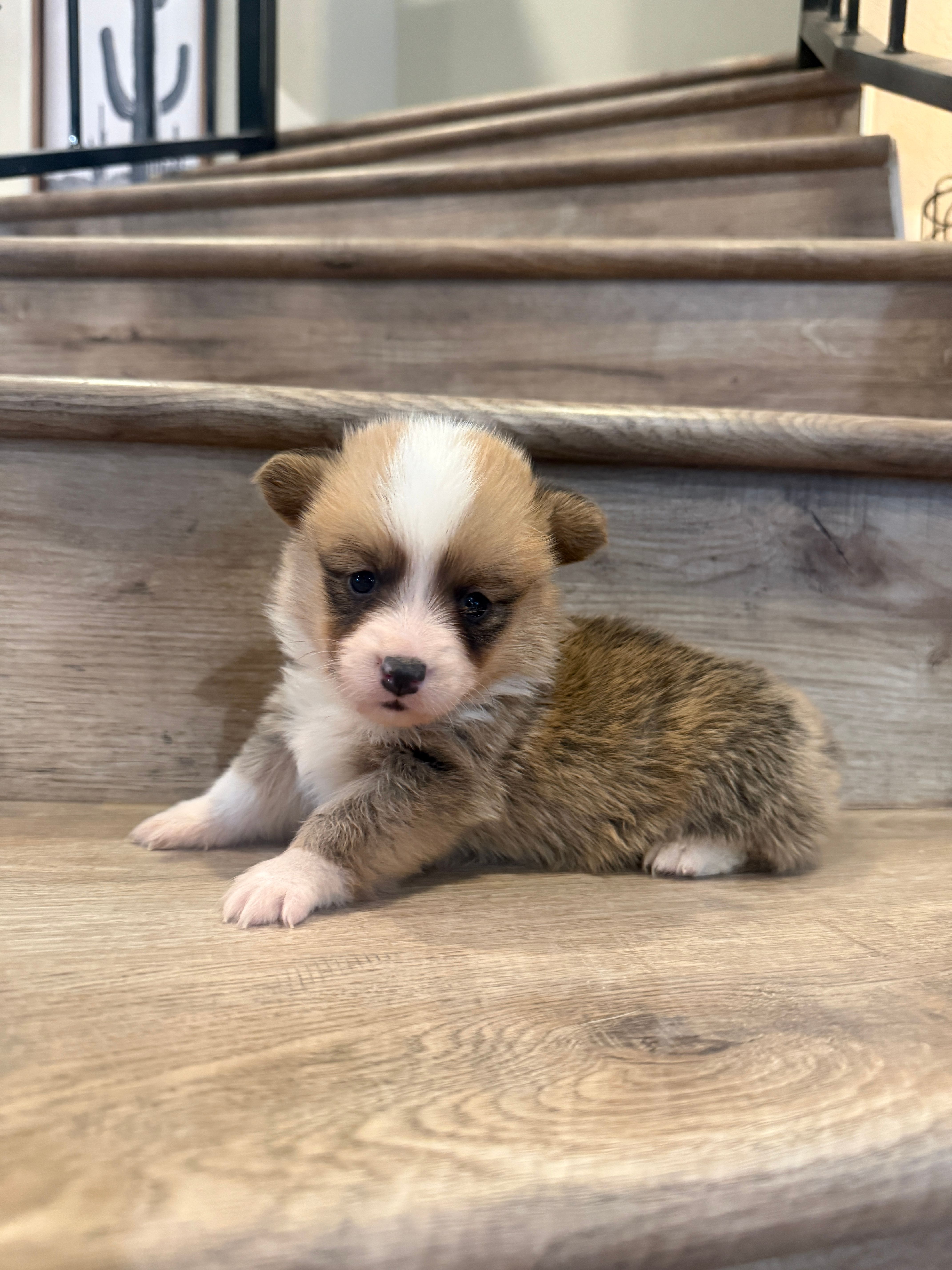 Draco – Pembroke Welsh Corgi puppy for sale in Phelan, CA