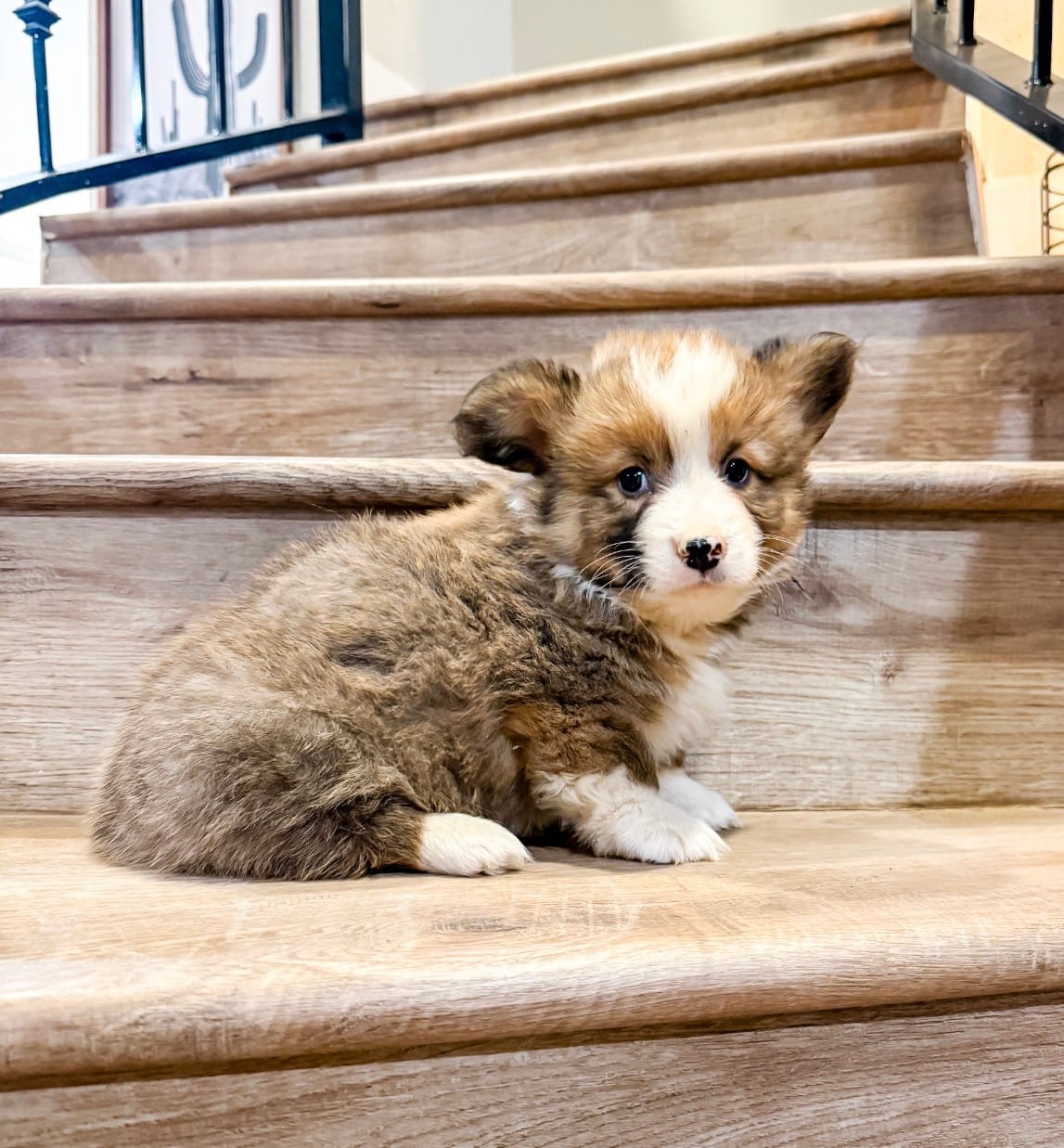 Miracle (Fluffy) – Pembroke Welsh Corgi puppy for sale in Phelan, CA