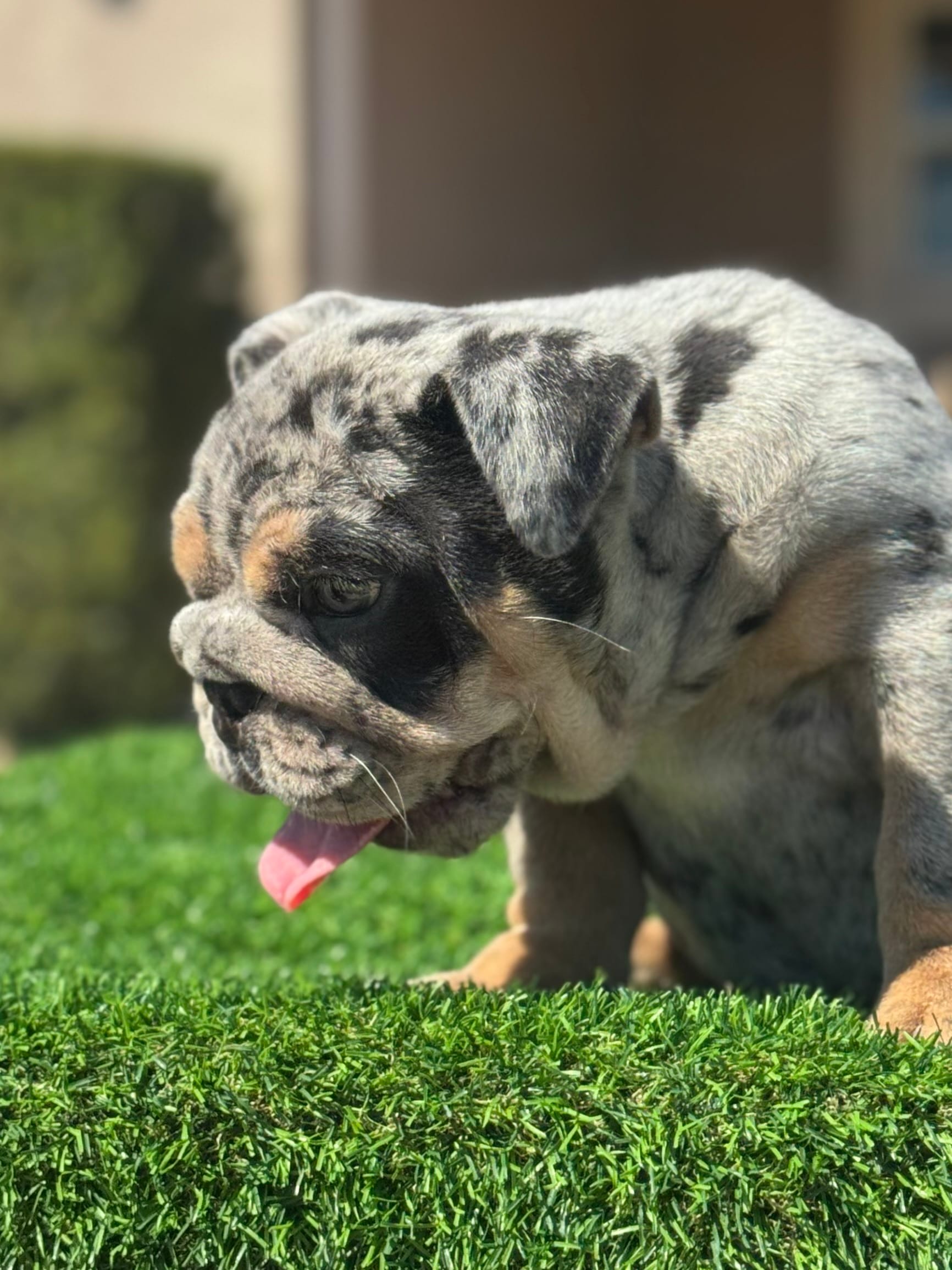 Blue – English Bulldog puppy for sale in Lakeland, FL