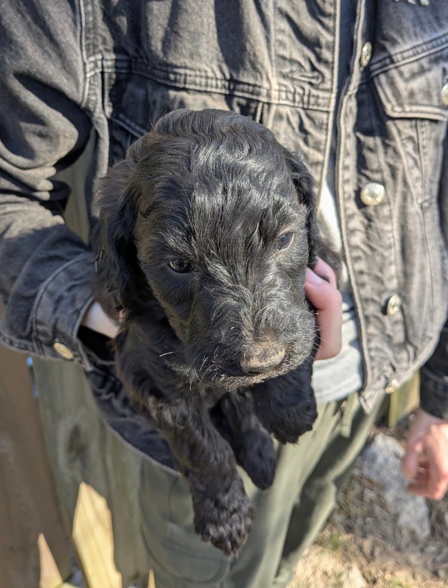Bella – Goldendoodle puppy for sale in Independence, MO
