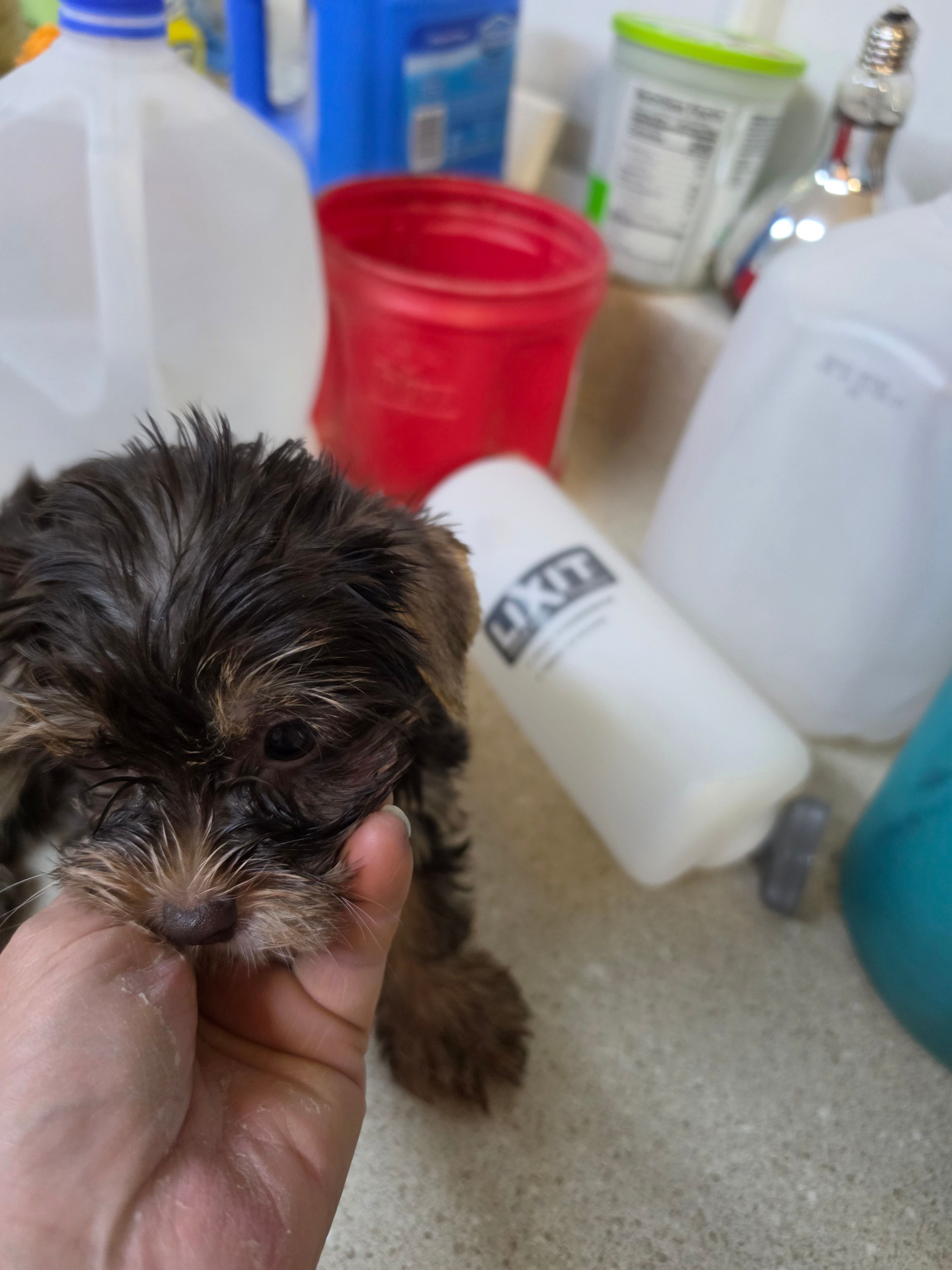 Glory – Yorkshire Terrier puppy for sale in Washington, PA