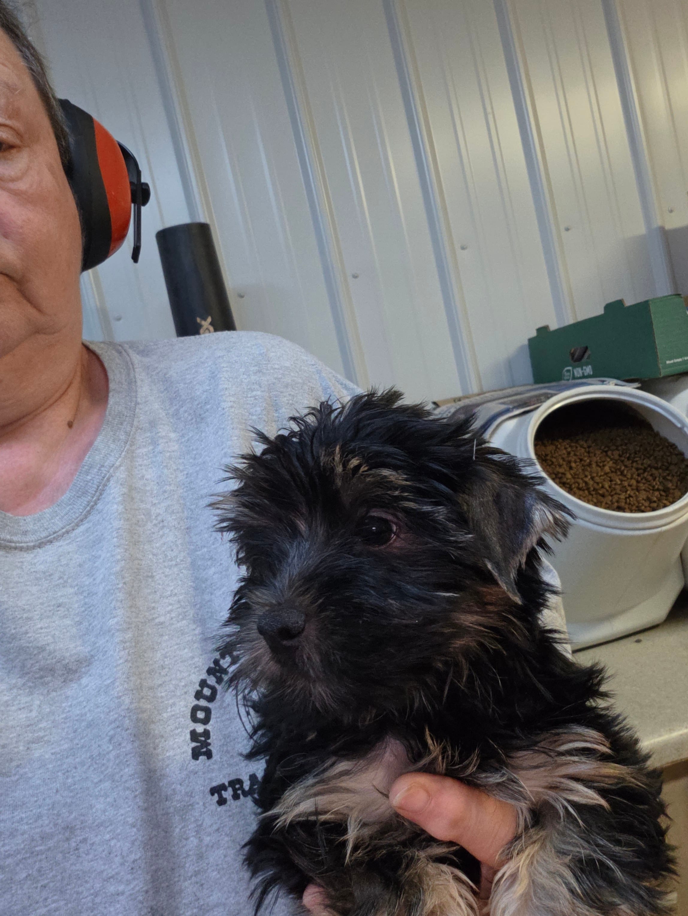 Derby Dan – Yorkshire Terrier puppy for sale in Washington, PA