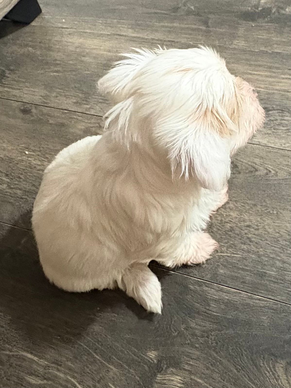 Chloe  – Chihuahua, Poodle - Miniature  puppy for sale in Brockton, MA