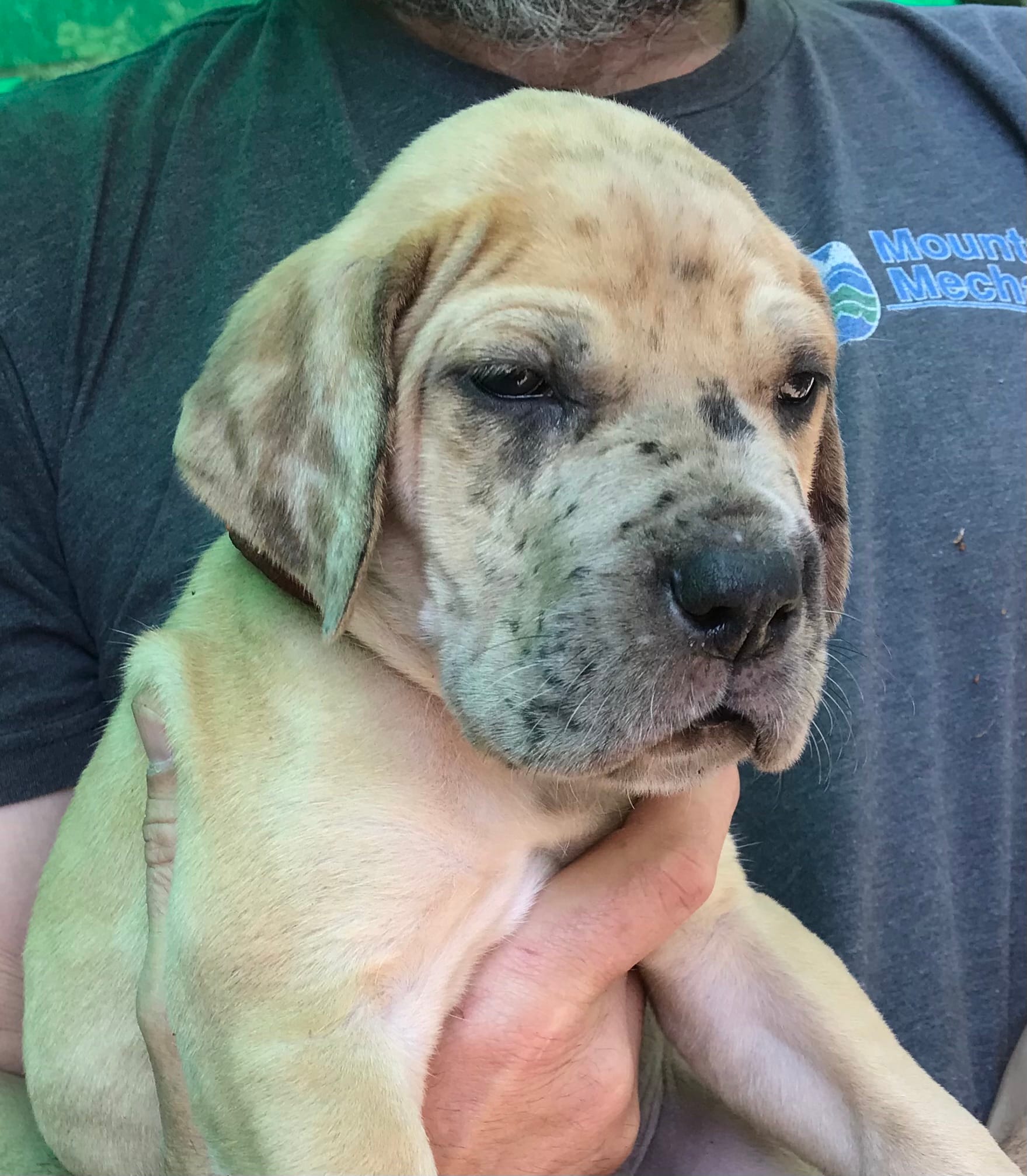 Male #2 – Great Dane puppy for sale in Thomson, GA