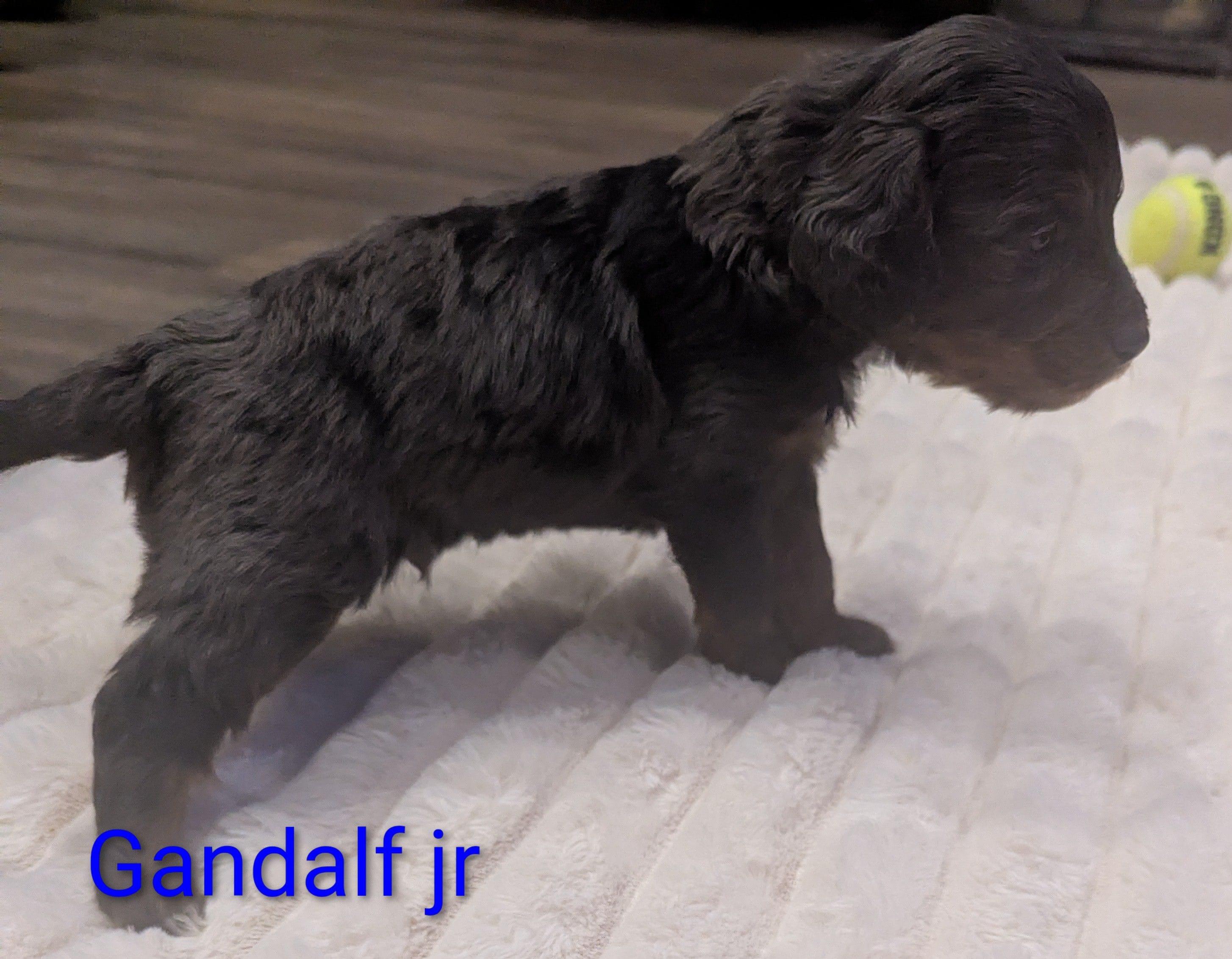 Gandalf jr-dapple – Poodle - Miniature , Miniature Dachshund puppy for sale in Pinnacle, NC
