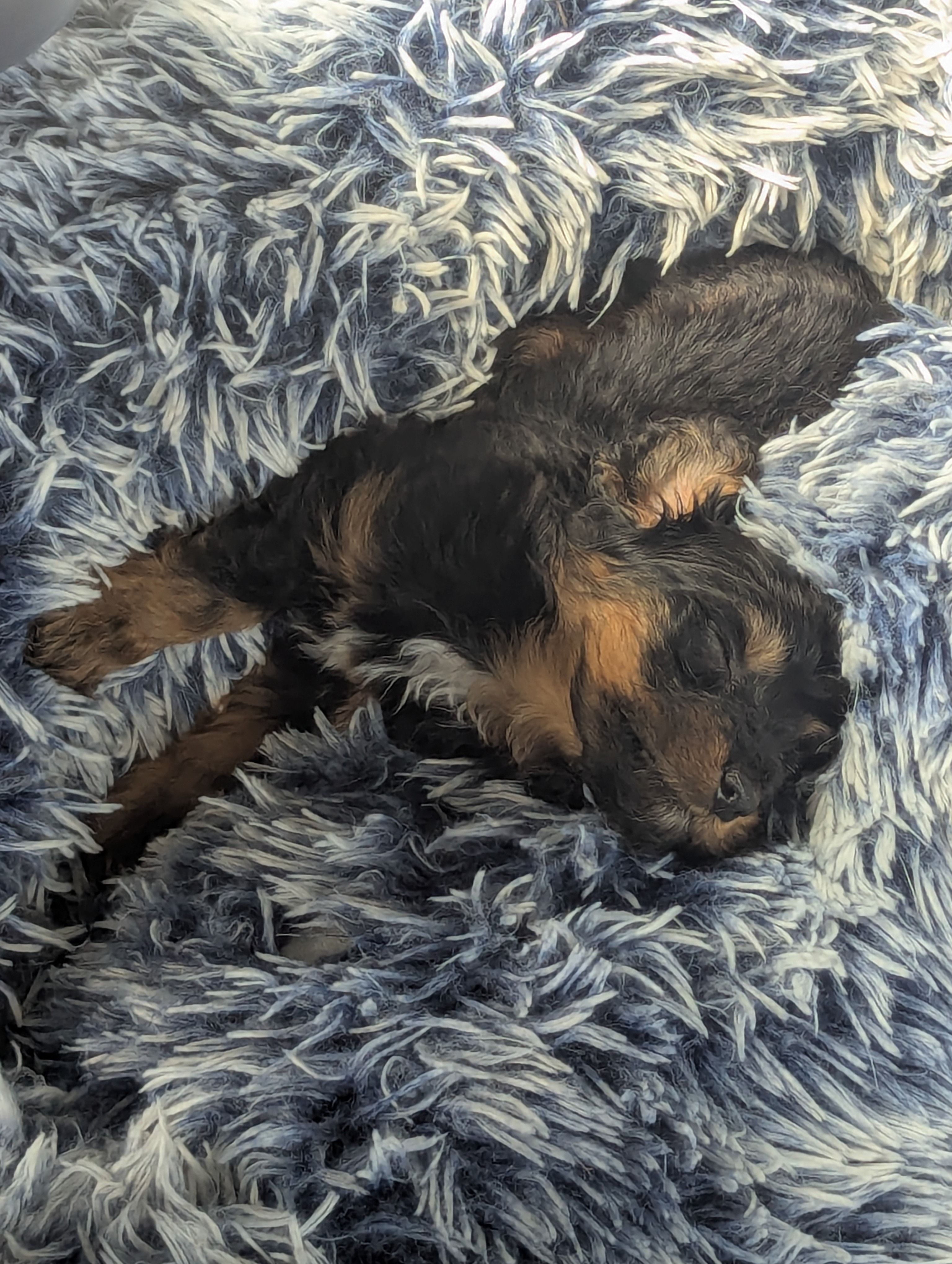 Zoe – Poodle - Miniature , Miniature Dachshund puppy for sale in Pinnacle, NC