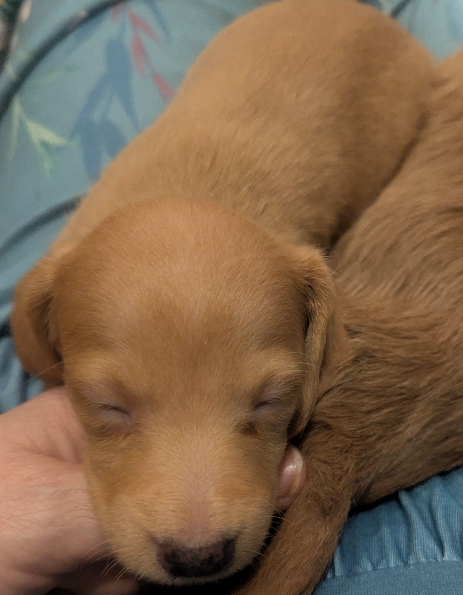 Lady, a female Poodle - Miniature  for sale in Pinnacle, NC – 7 of 7
