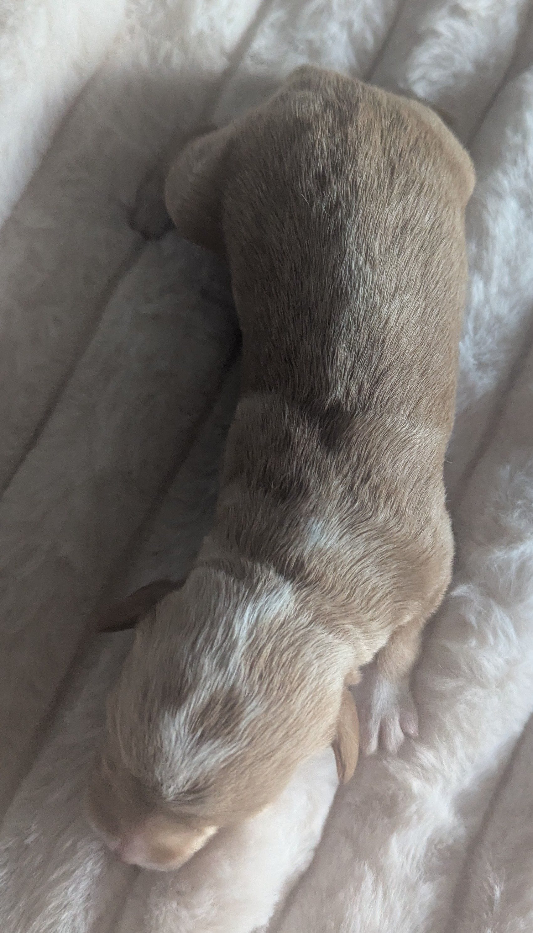 Aries, a female Poodle - Miniature  and Miniature Dachshund for sale in Pinnacle, NC – Photo 2 of 4