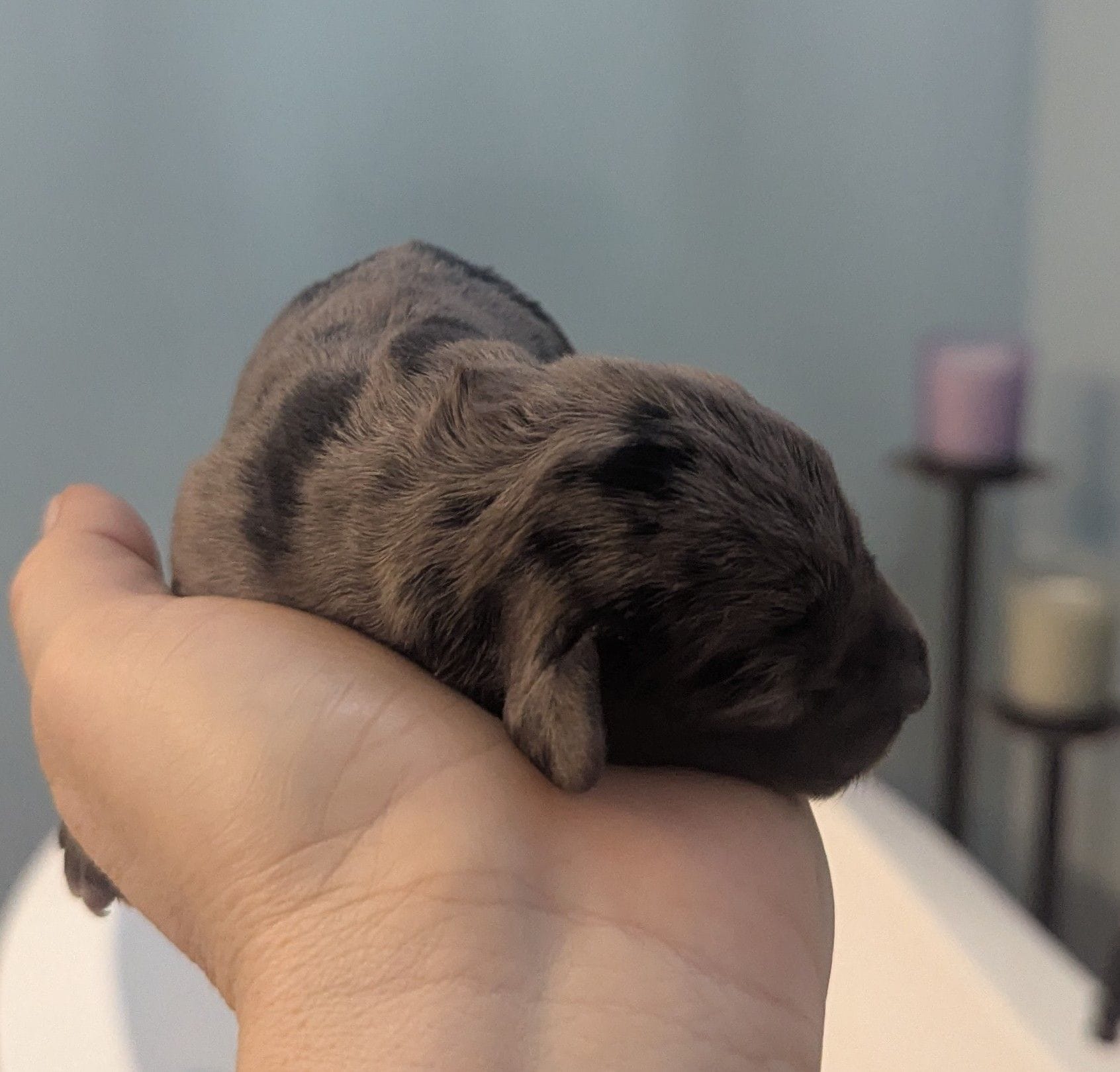 Gandalf jr – Poodle - Miniature , Miniature Dachshund puppy for sale in Pinnacle, NC