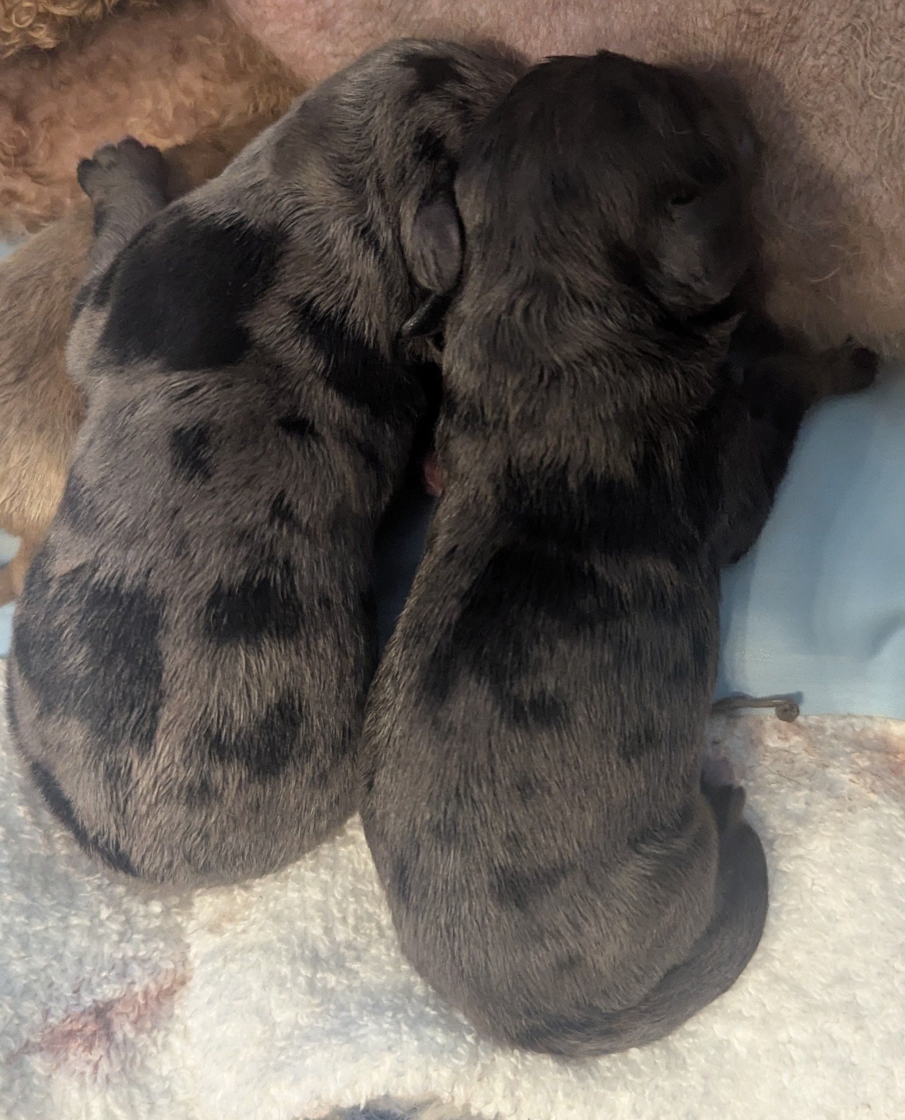 Gandalf jr, a male Poodle - Miniature  and Miniature Dachshund for sale in Pinnacle, NC – Photo 5 of 5
