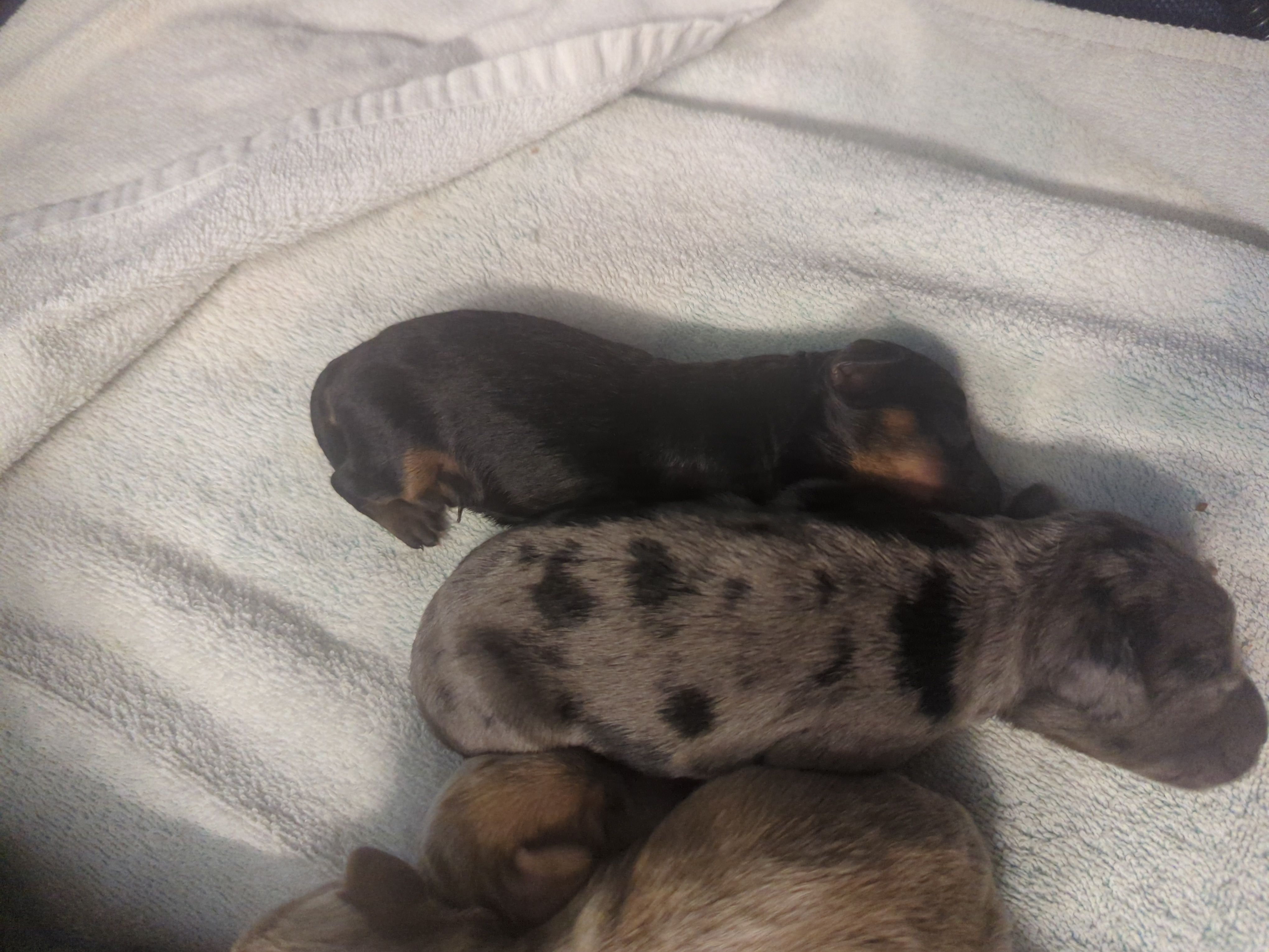 Mikey, a male Poodle - Miniature  and Miniature Dachshund for sale in Pinnacle, NC – Photo 2 of 4