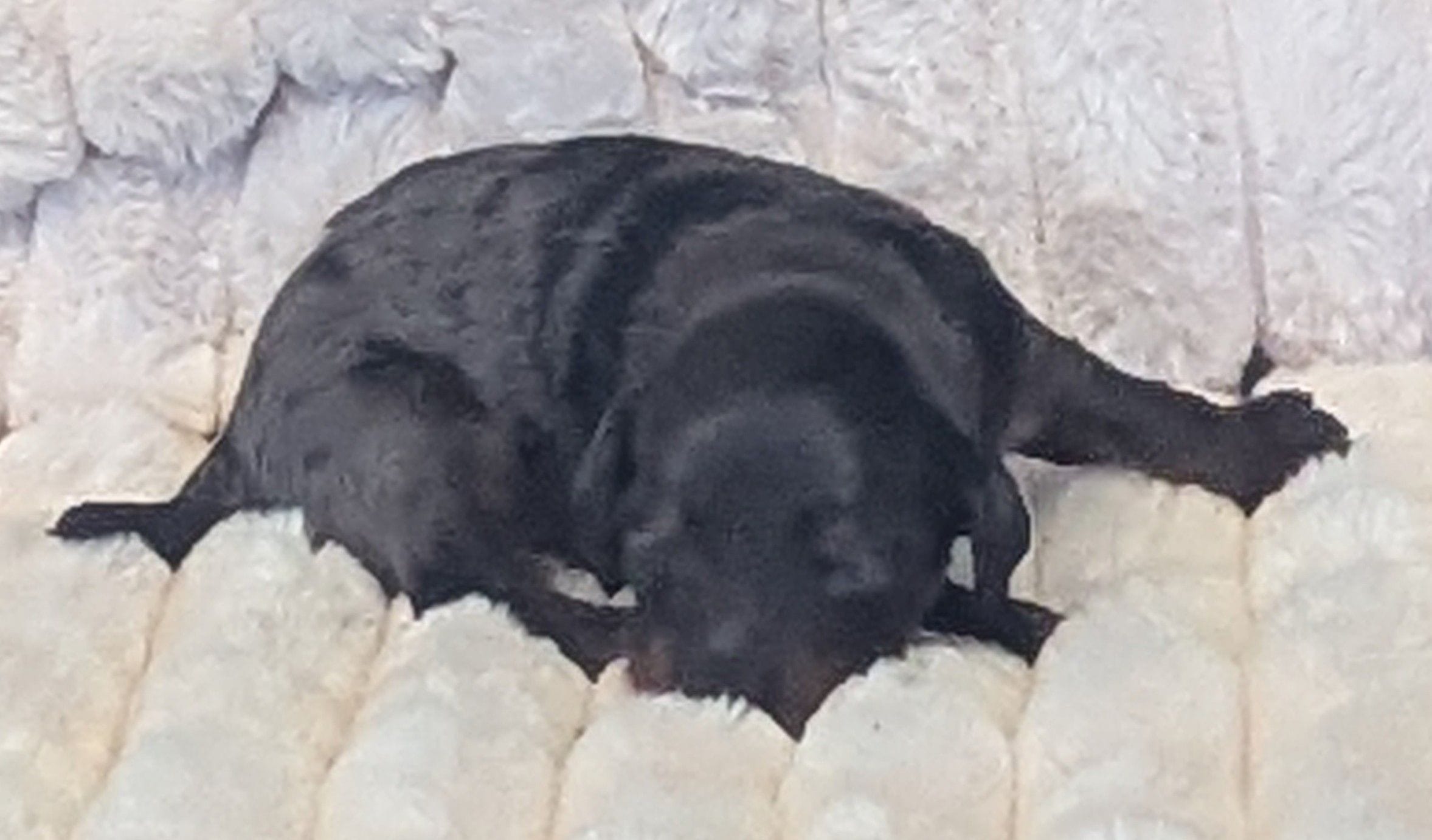 Gandalf jr-dapple, a male Poodle - Miniature  and Miniature Dachshund for sale in Pinnacle, NC – 3 of 4
